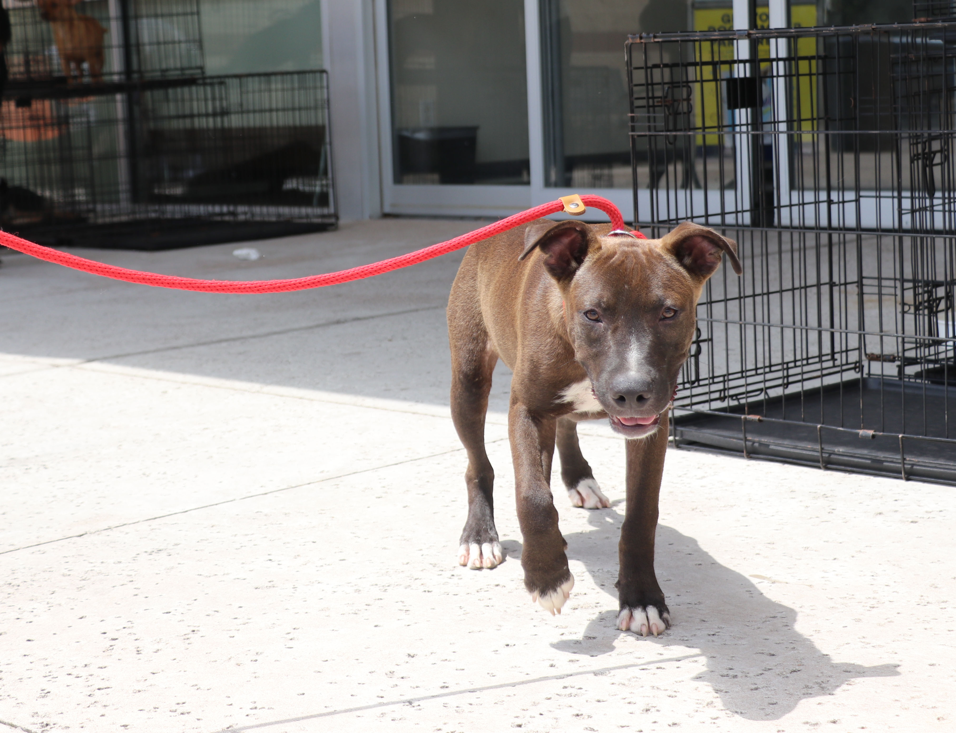 Tackle, a Adoptable mixed breed in Pflugerville, TX image 2/5