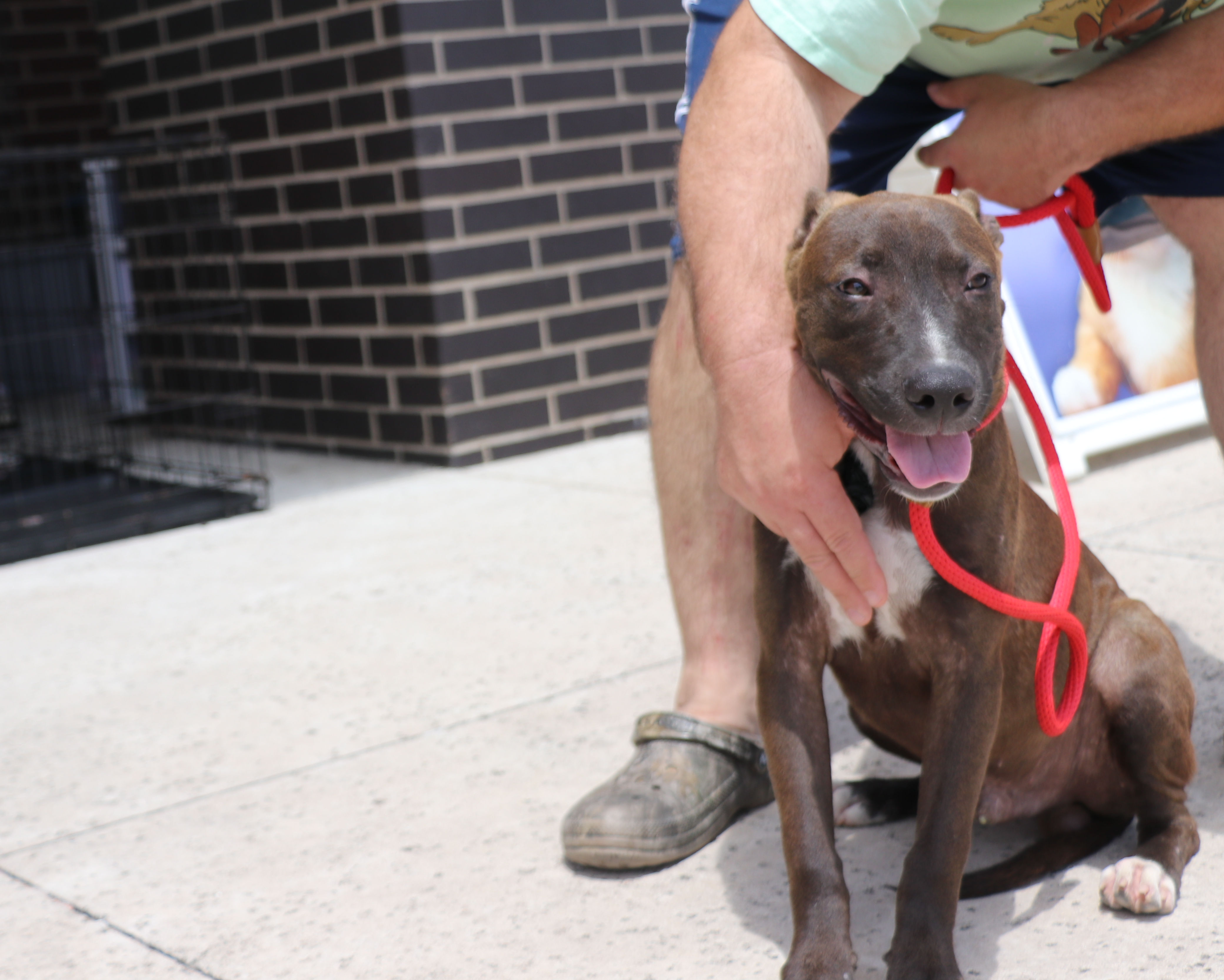 Tackle, a Adoptable mixed breed in Pflugerville, TX image 3/5