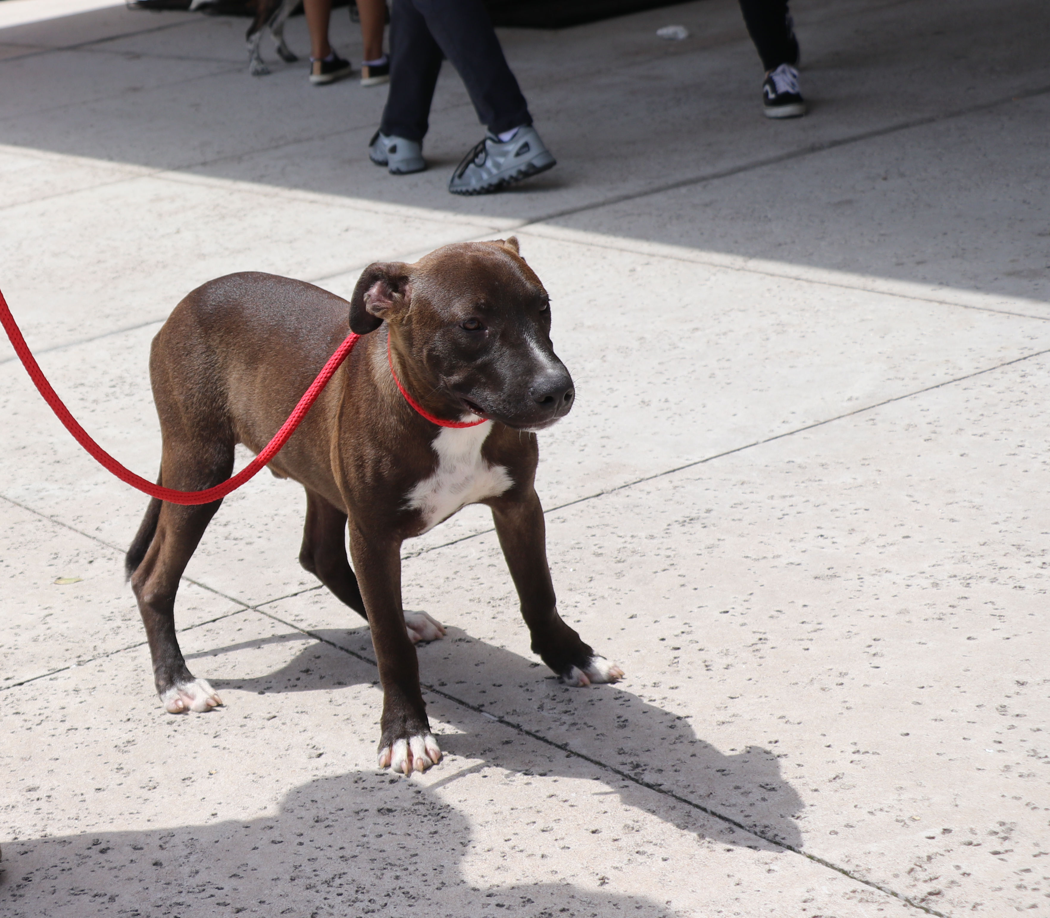 Tackle, a Adoptable mixed breed in Pflugerville, TX image 5/5