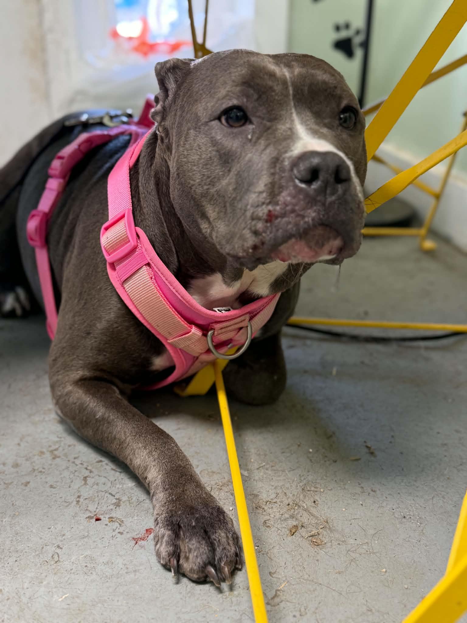 Lexi, Adoptable, Adult Female American Staffordshire Terrier.