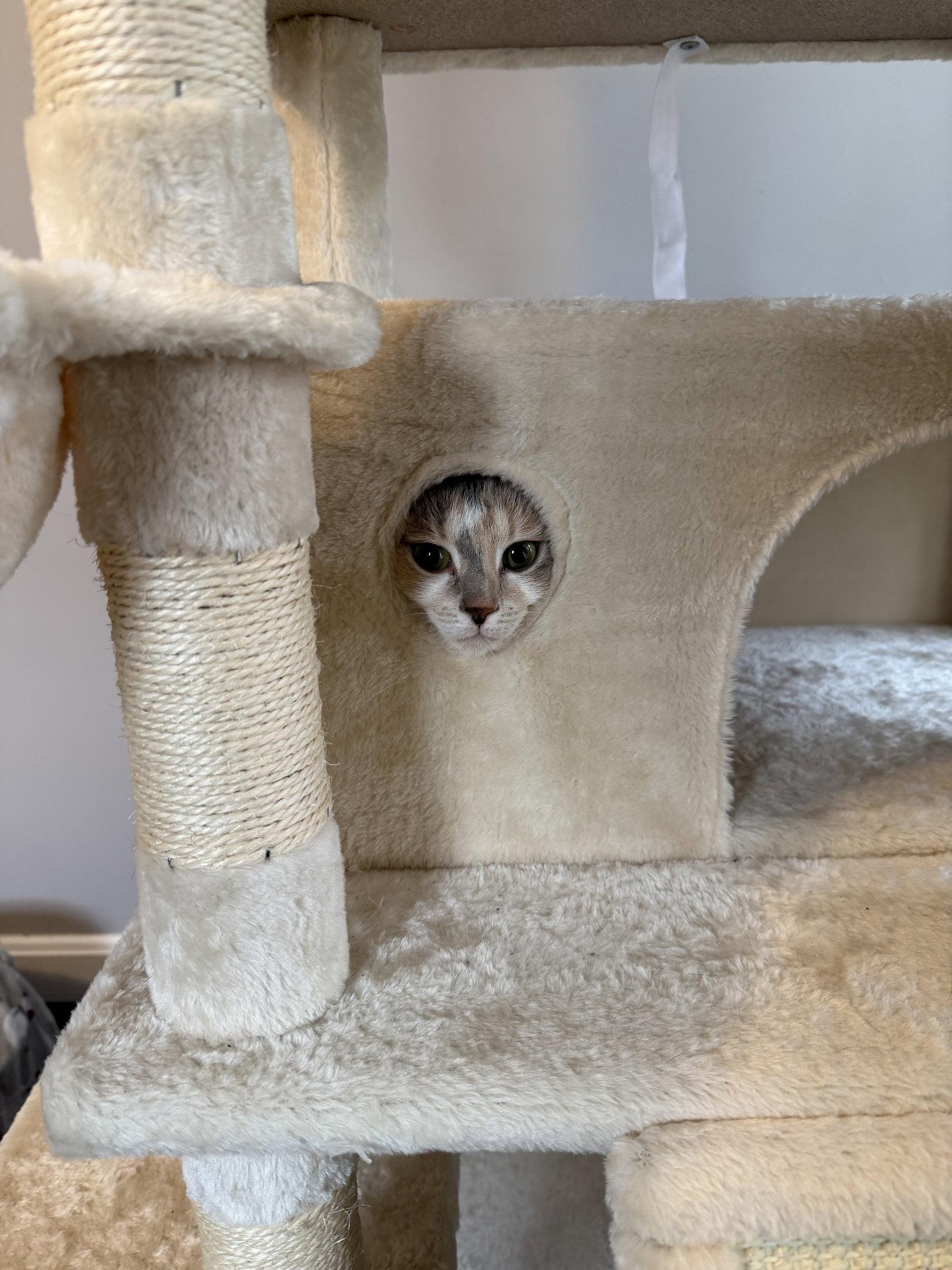 Enlarge Mama, a Adopted Domestic Short Hair in East Derry, NH image 1/3