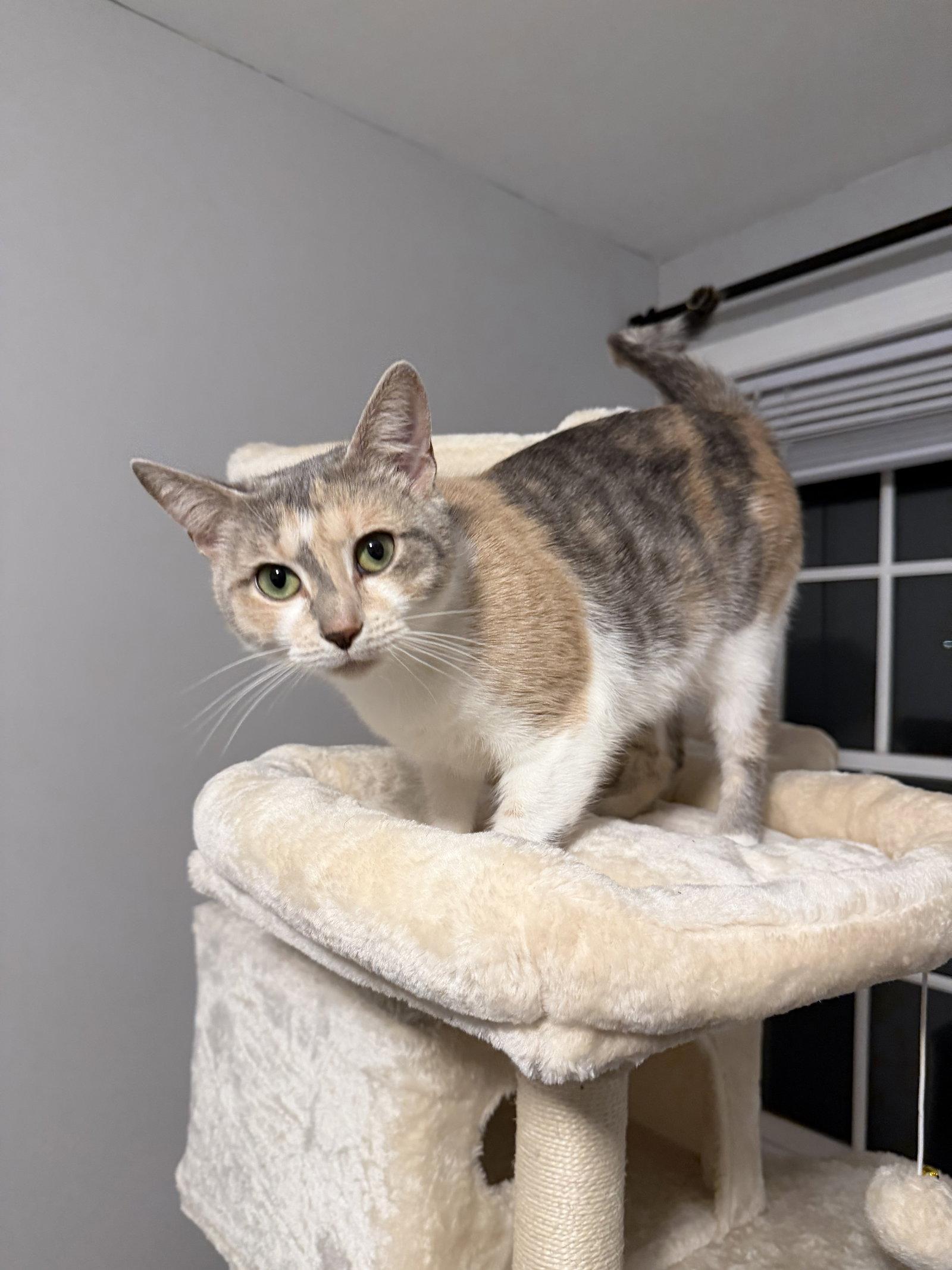 Enlarge Mama, a Adopted Domestic Short Hair in East Derry, NH image 2/3