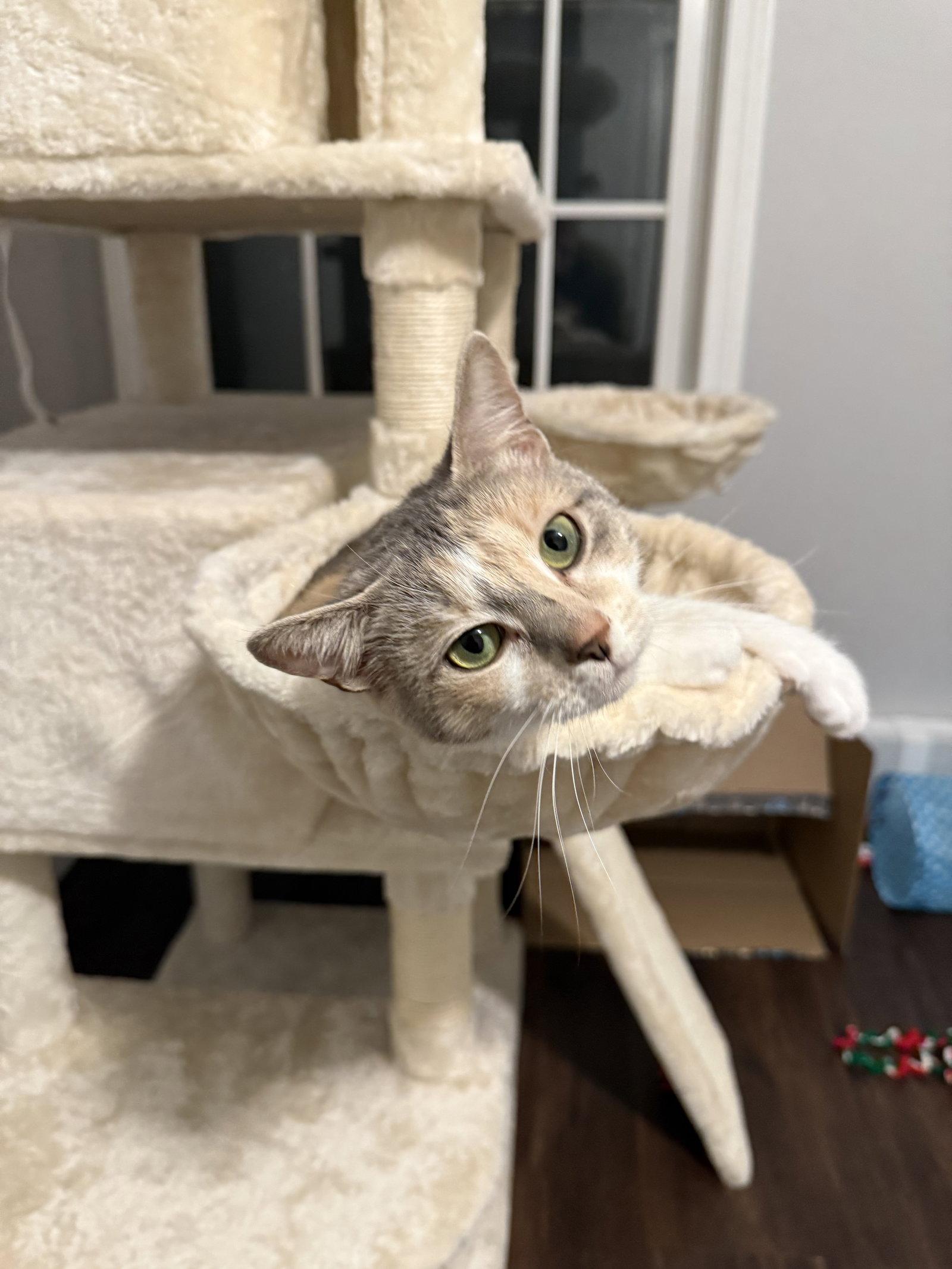 Enlarge Mama, a Adopted Domestic Short Hair in East Derry, NH image 3/3