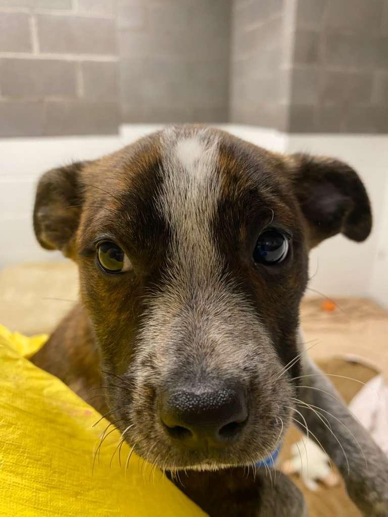 Vroom, Adoptable, Puppy Female Australian Cattle Dog / Blue Heeler & Cattle Dog.