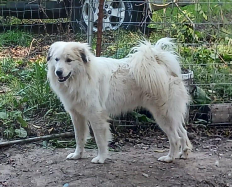 Pepe, Adoptable, Adult Male Great Pyrenees & Maremma Sheepdog.