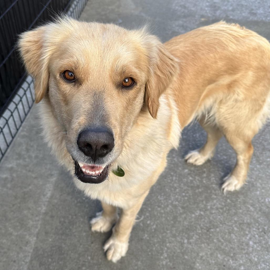 Sammy, Adoptable, Adult Female Mixed Breed.