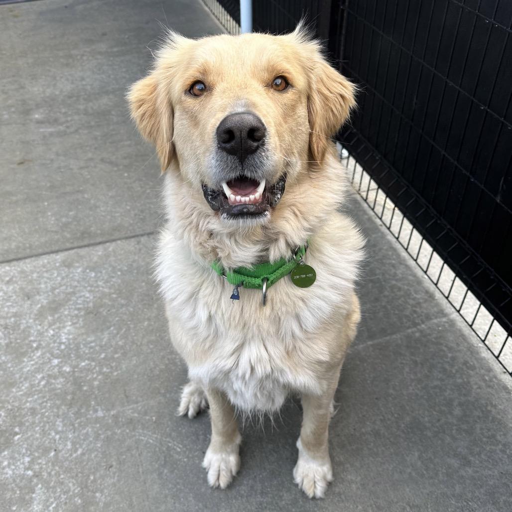 Enlarge Sammy, a Adoptable Mixed Breed in Hailey, ID image 2/6