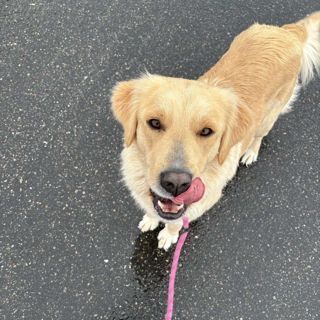 Enlarge Sammy, a Adoptable Mixed Breed in Hailey, ID image 3/6
