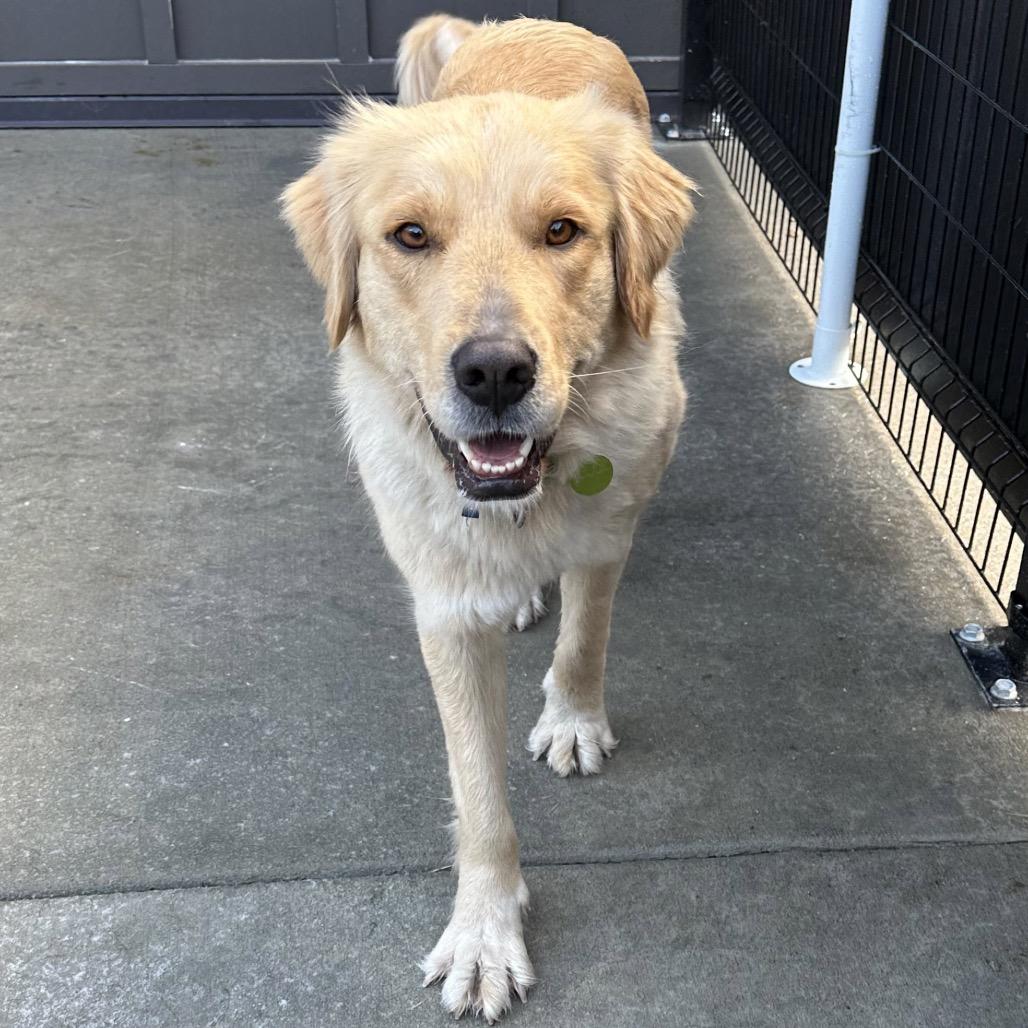 Enlarge Sammy, a Adoptable Mixed Breed in Hailey, ID image 4/6