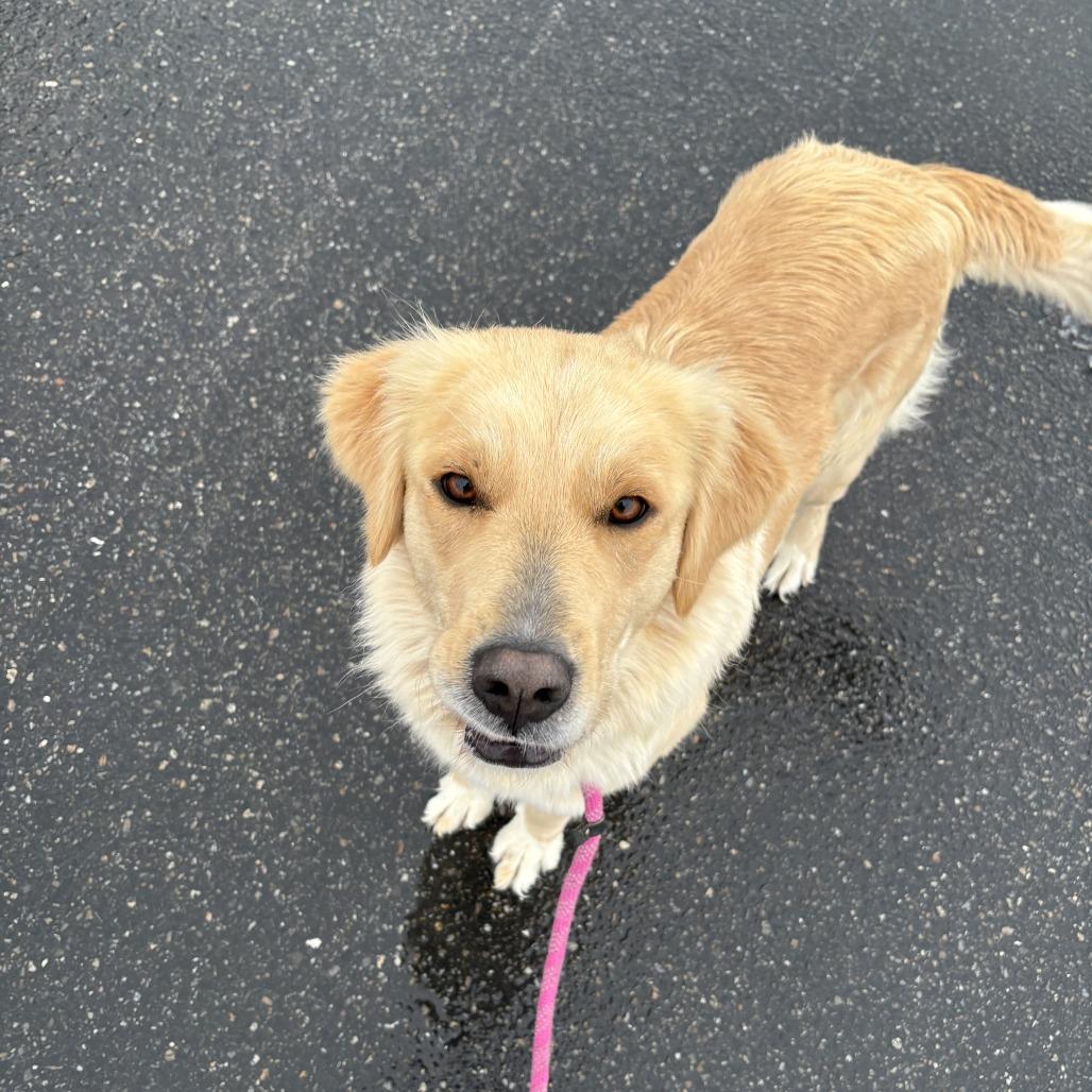 Enlarge Sammy, a Adoptable Mixed Breed in Hailey, ID image 6/6