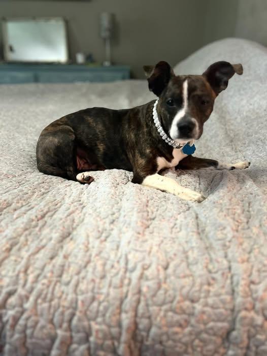 Enlarge Coco, a Adopted mixed breed in Piedmont, OK image 1/1