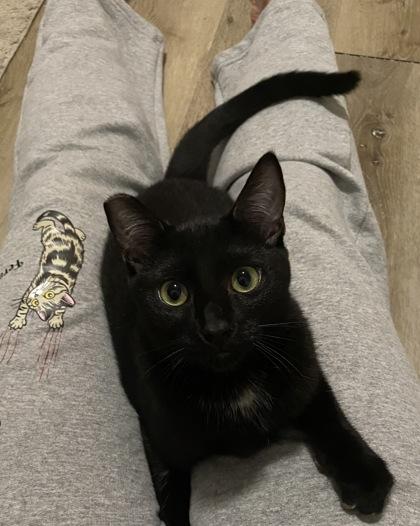 Memento, Adoptable, Kitten Male Domestic Short Hair & Domestic Short Hair.