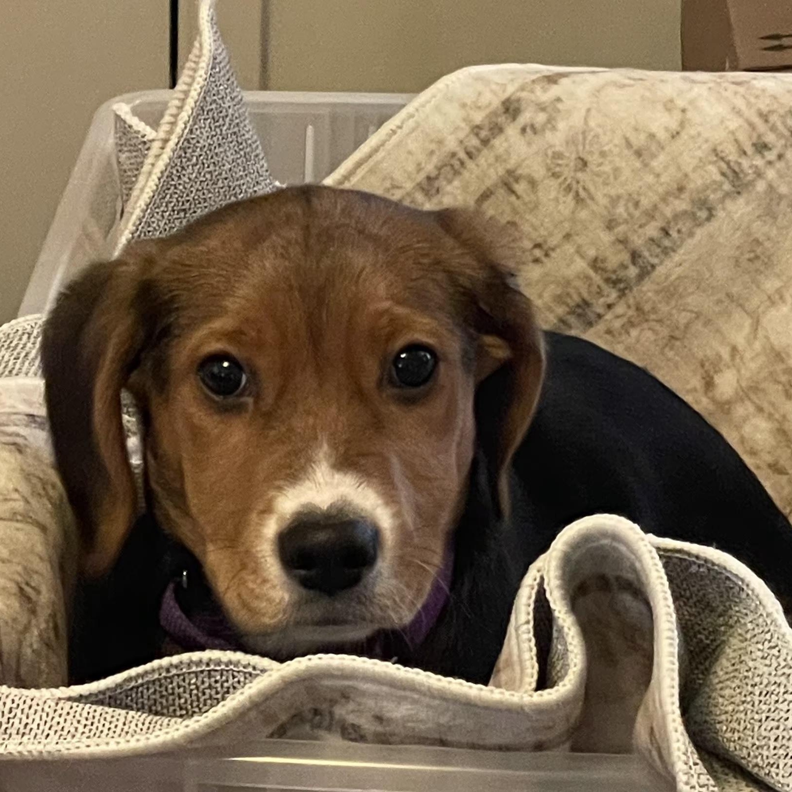 Rowan, a ADOPTABLE mixed breed in Lexington, KY image 3/5