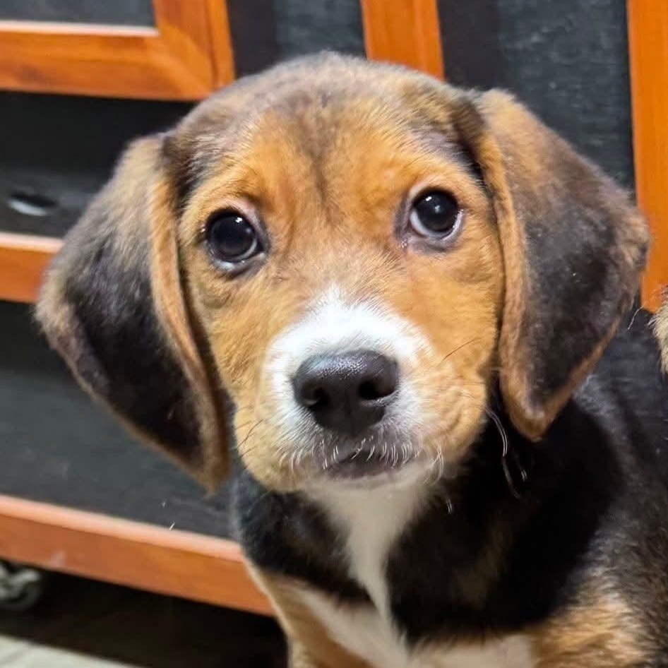 Rowan, ADOPTABLE, Young Male Beagle.