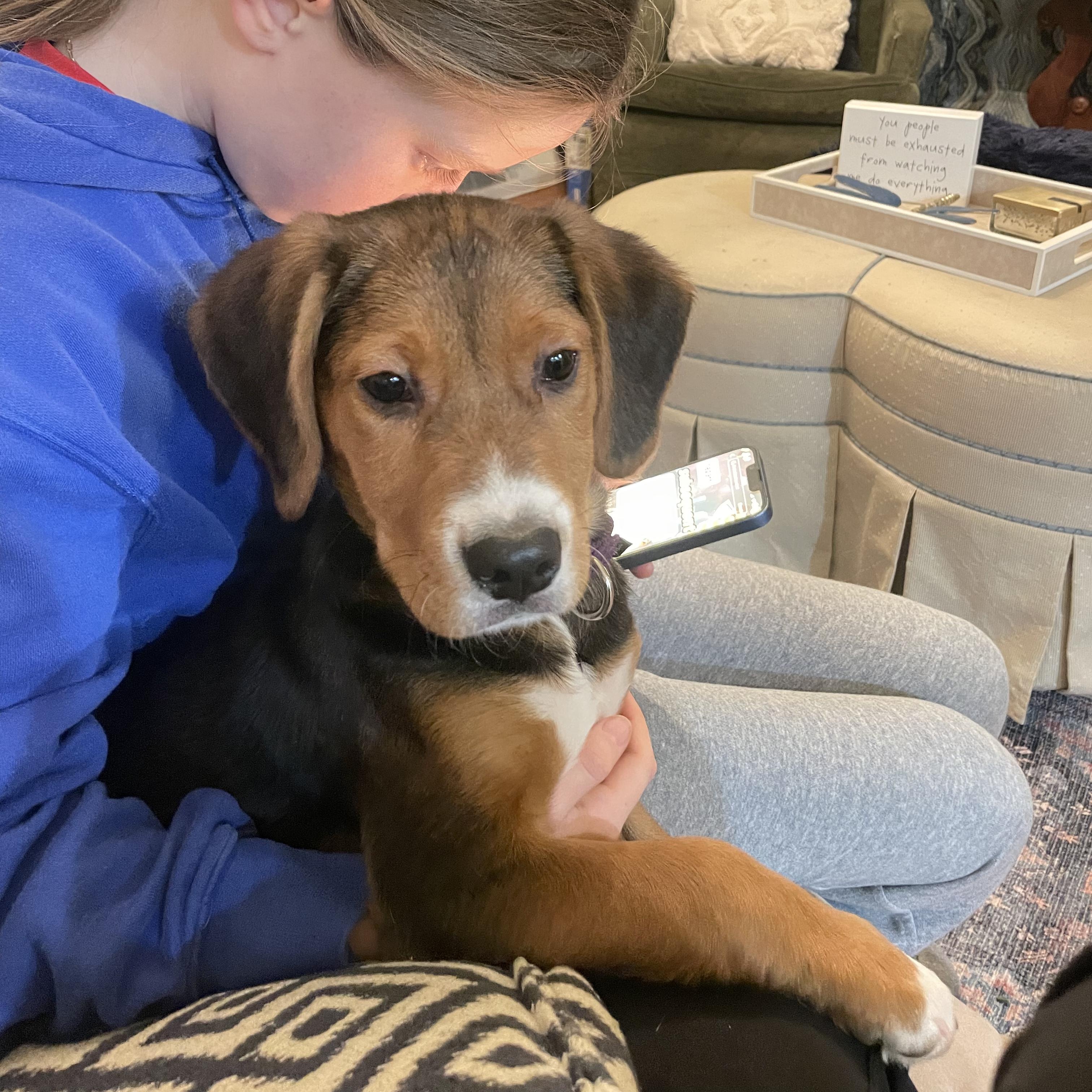 Rowan, a ADOPTABLE mixed breed in Lexington, KY image 2/5