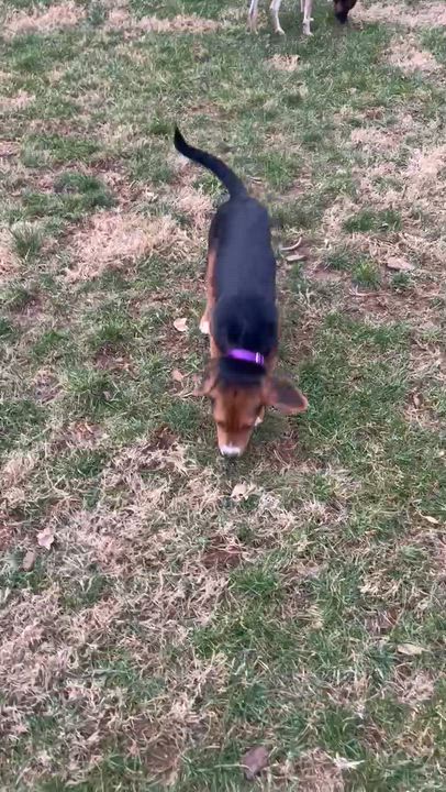 Enlarge Rowan, a ADOPTABLE mixed breed in Lexington, KY video 4/5