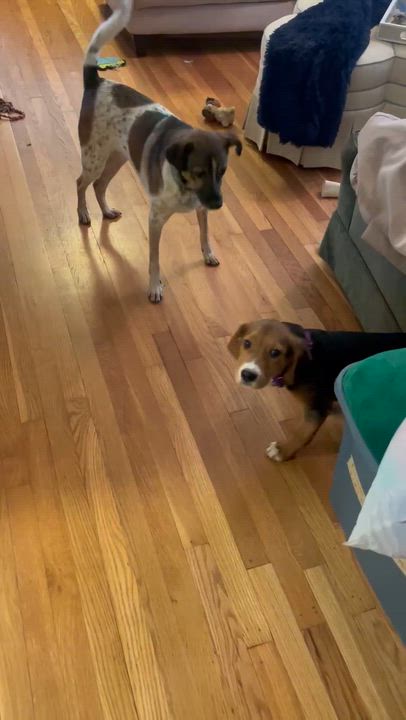 Enlarge Rowan, a ADOPTABLE mixed breed in Lexington, KY video 5/5