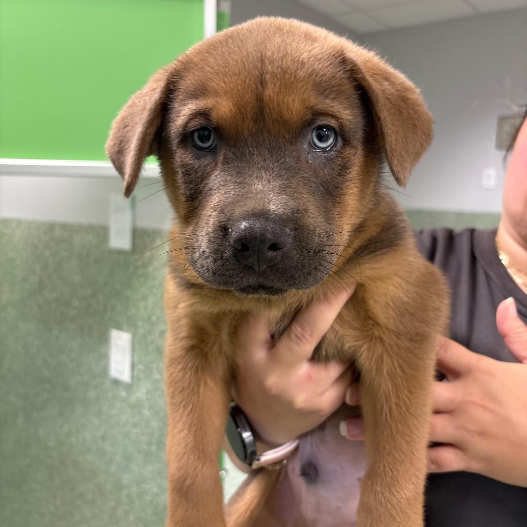 Enlarge Usher, a Adoptable mixed breed in Calverton, NY image 1/2