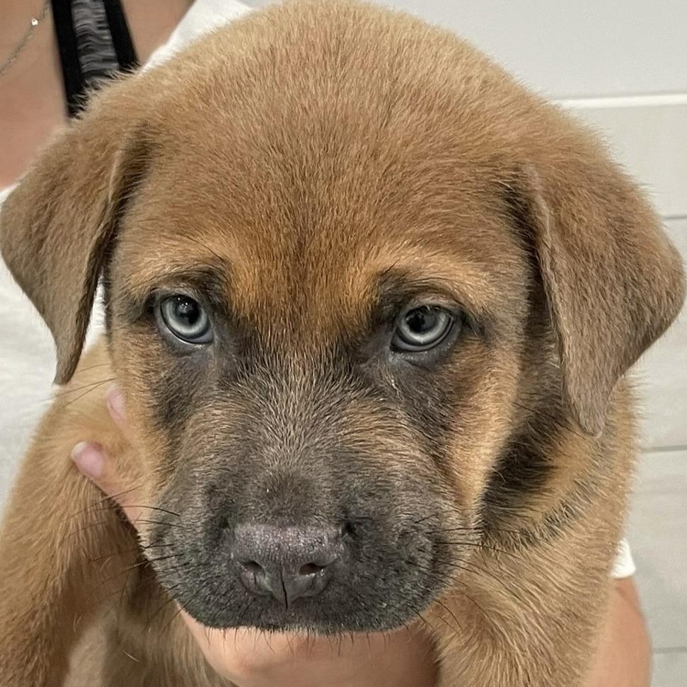 Enlarge Usher, a Adoptable mixed breed in Calverton, NY image 2/2