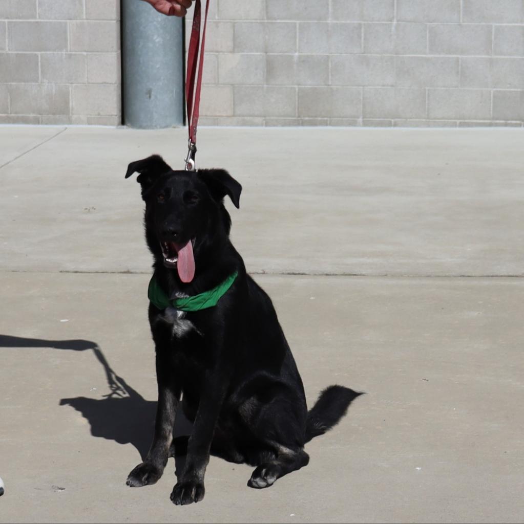 Huey, a Adoptable mixed breed in Ione, CA image 2/3