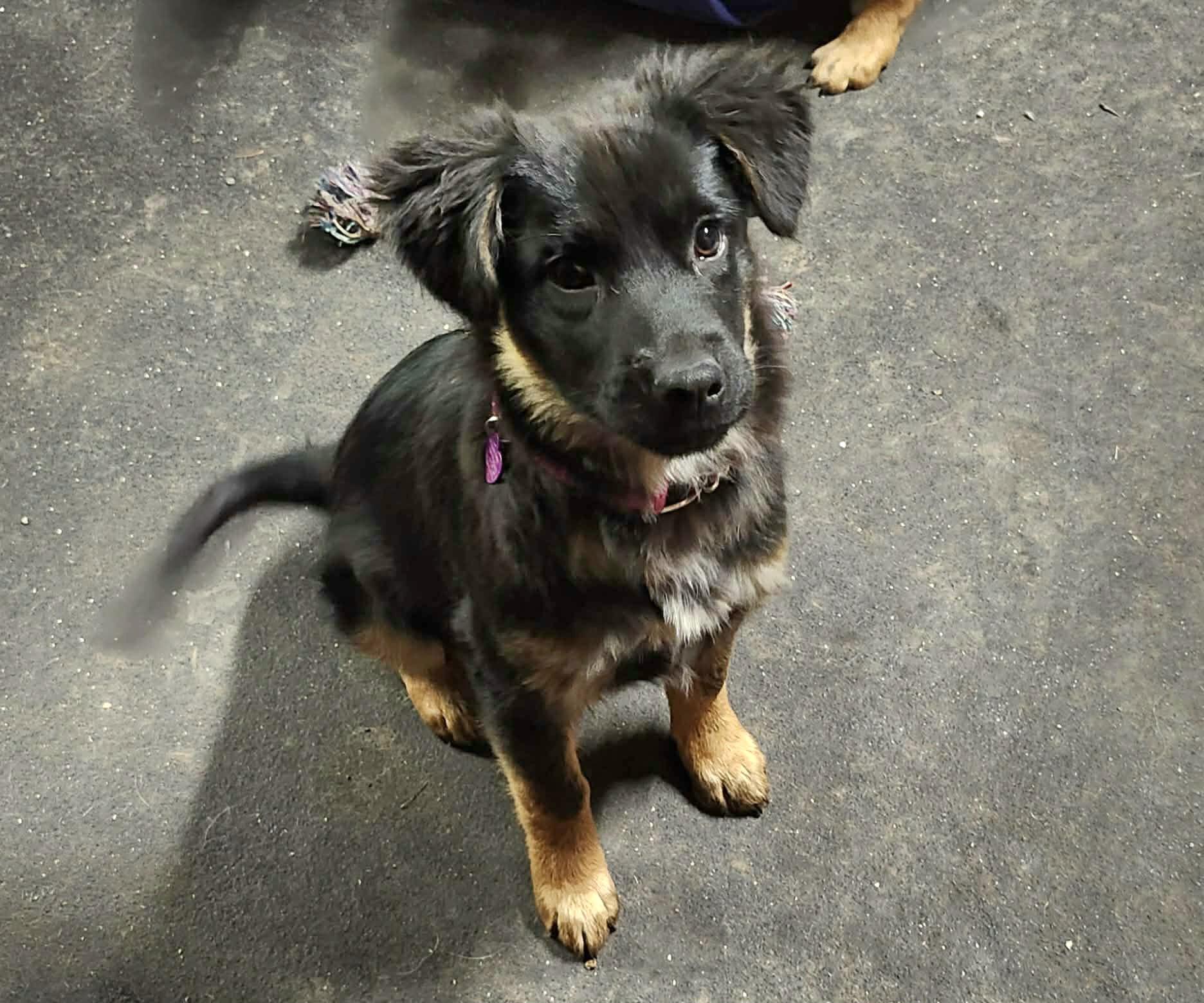 Noel, a ADOPTABLE mixed breed in Junction City, OR image 2/6