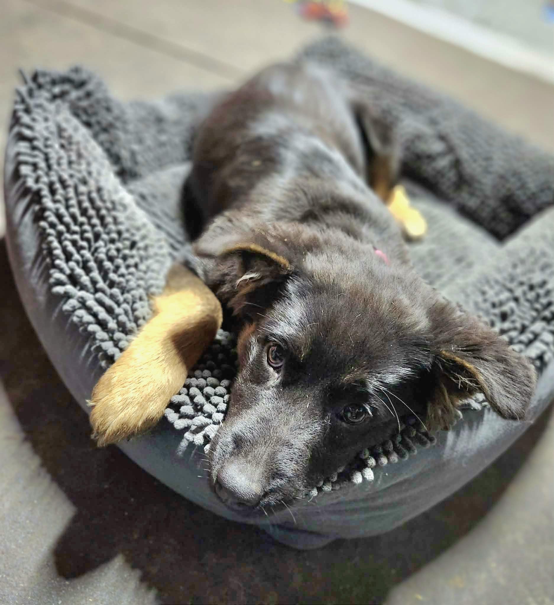 Noel, ADOPTABLE, Puppy Female German Shepherd Dog & Shepherd.