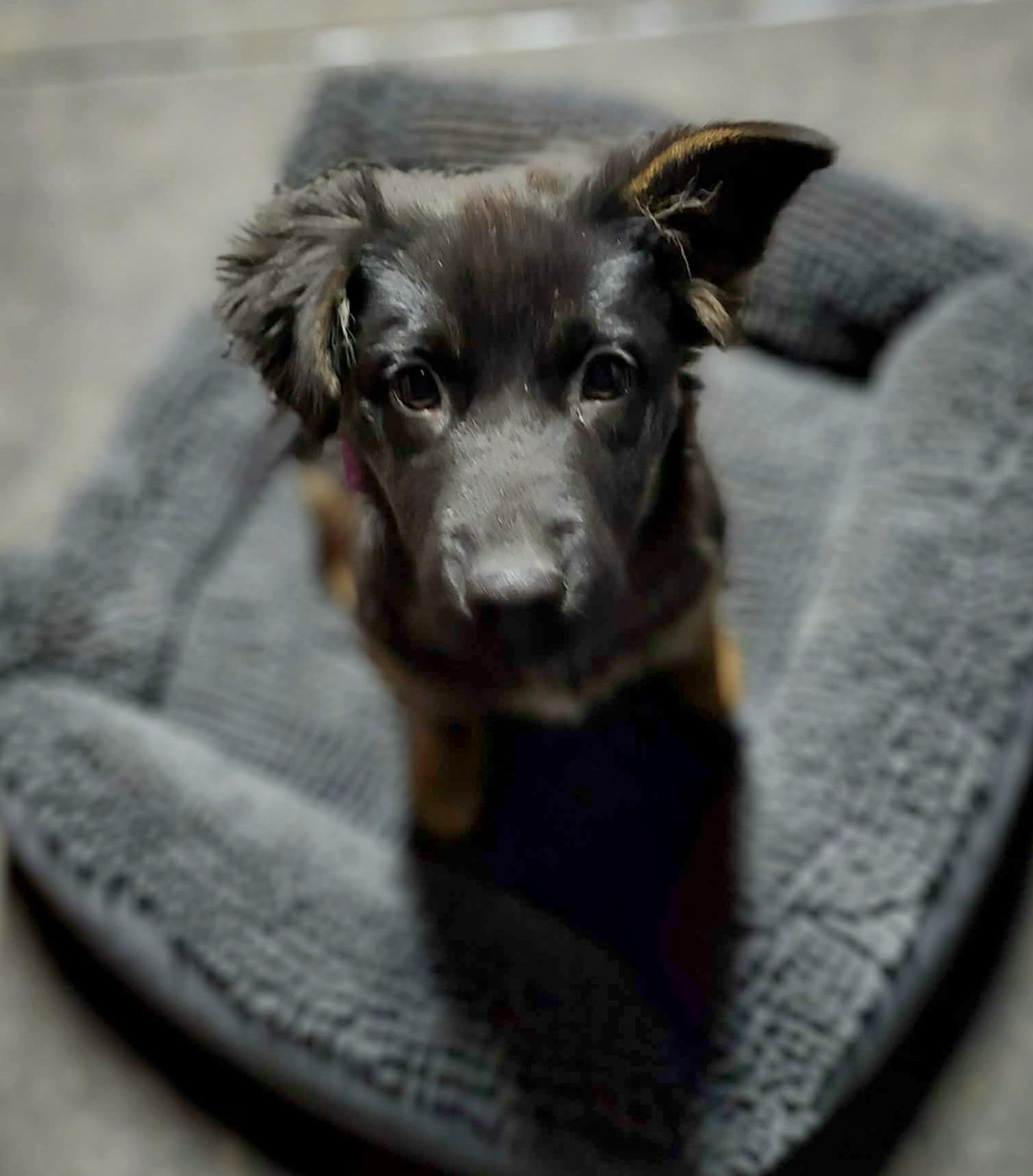 Noel, a ADOPTABLE mixed breed in Junction City, OR image 4/6