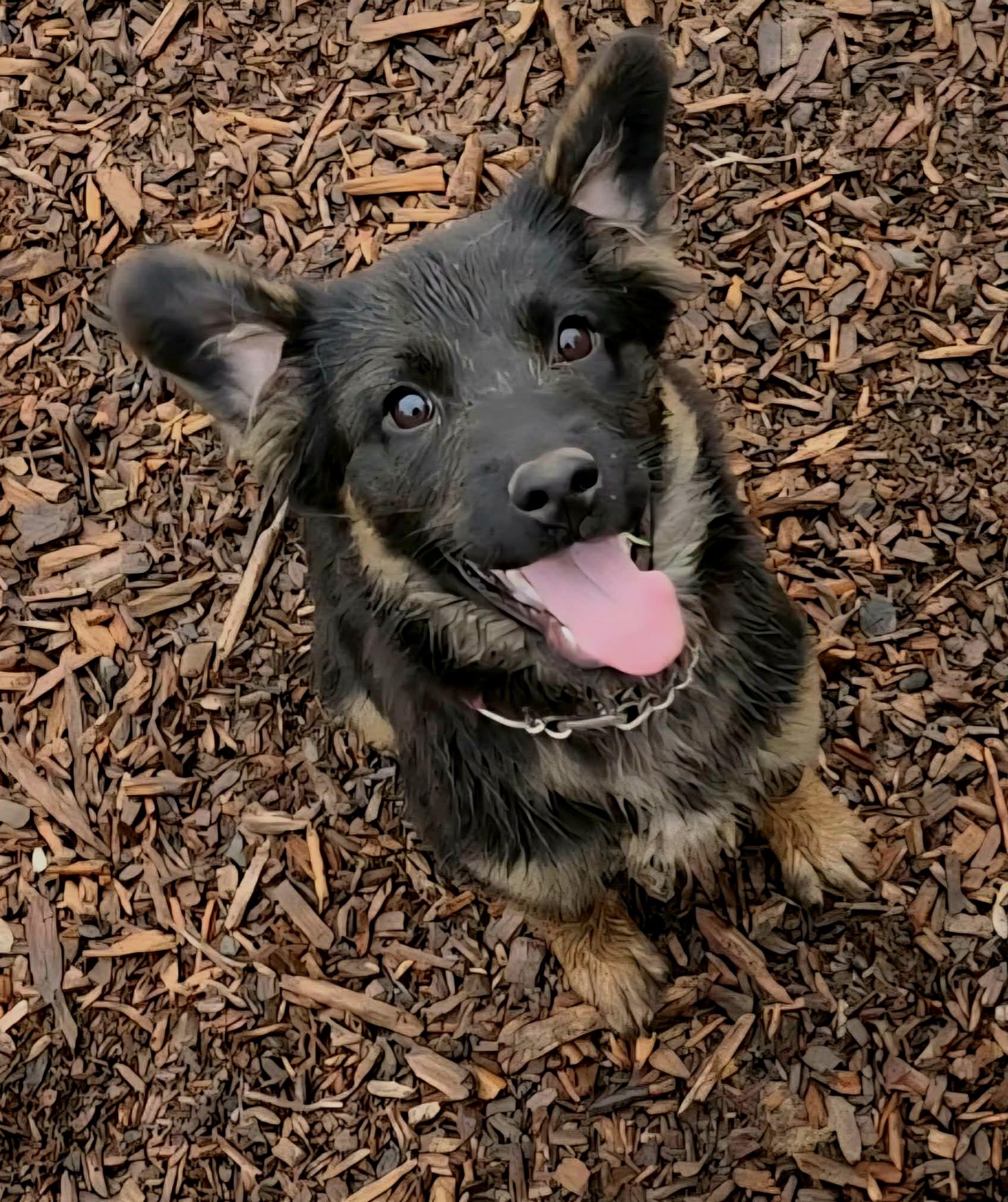 Noel, a ADOPTABLE mixed breed in Junction City, OR image 3/6