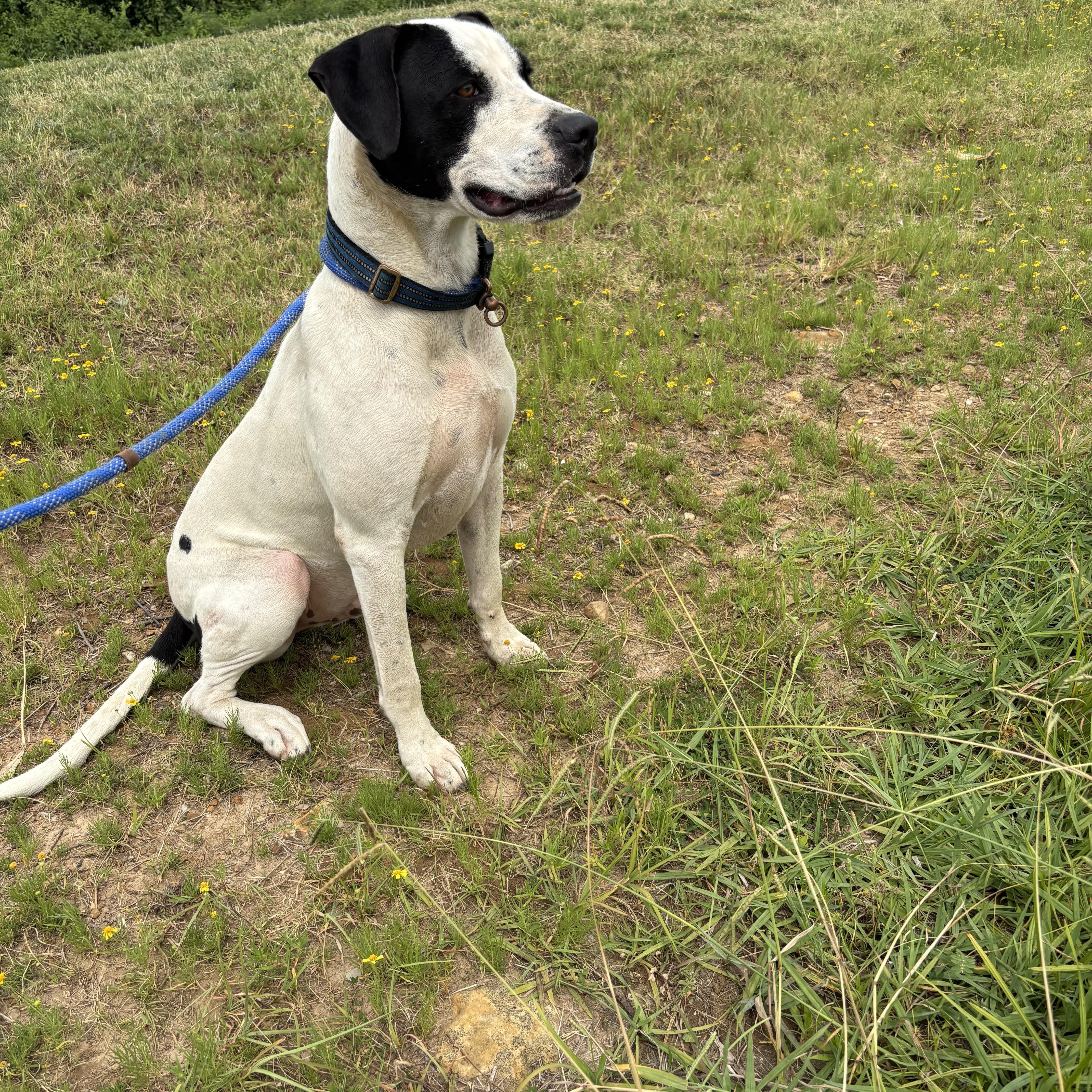 Enlarge Ryder, a ADOPTABLE mixed breed in Glenpool, OK image 2/5