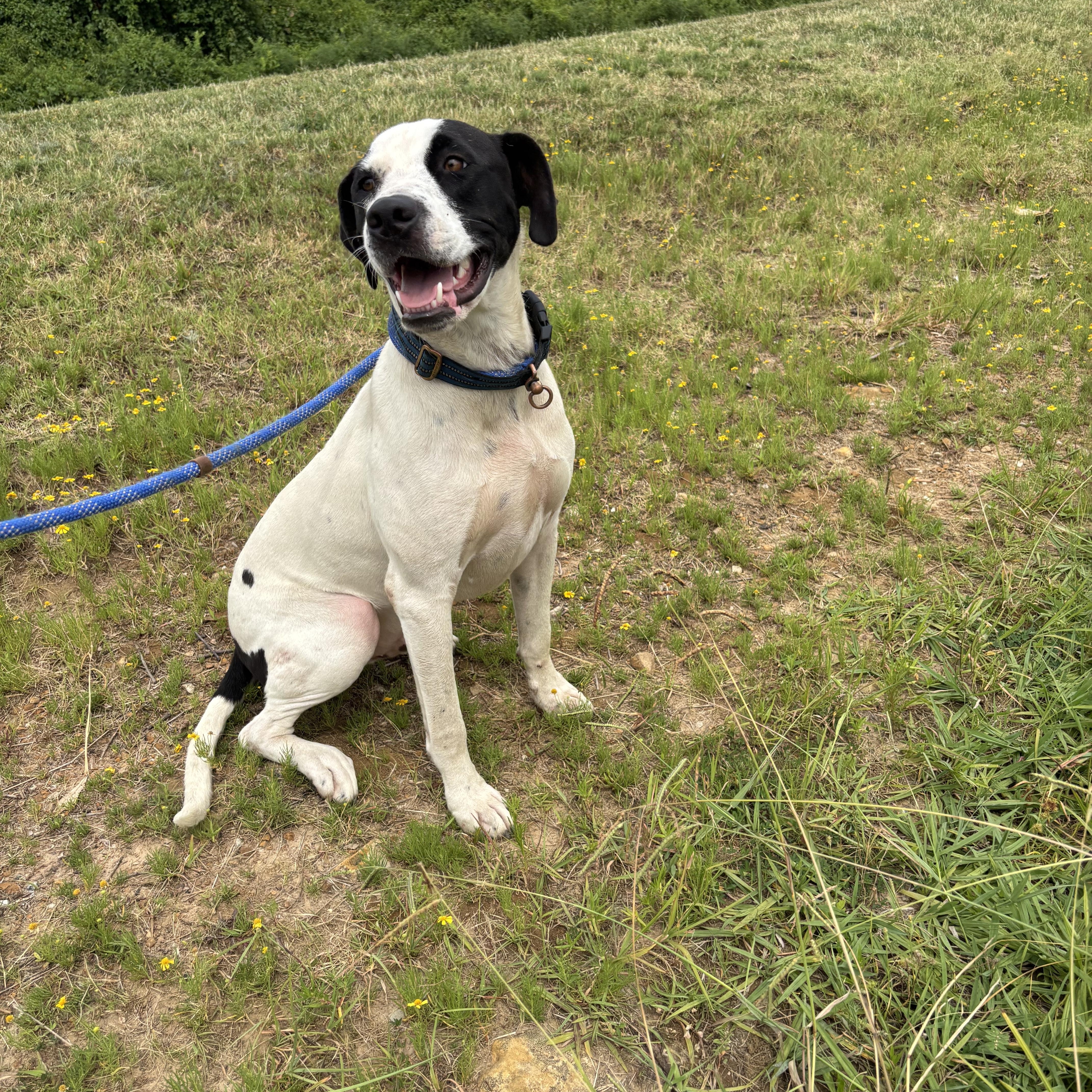 Enlarge Ryder, a ADOPTABLE mixed breed in Glenpool, OK image 5/5