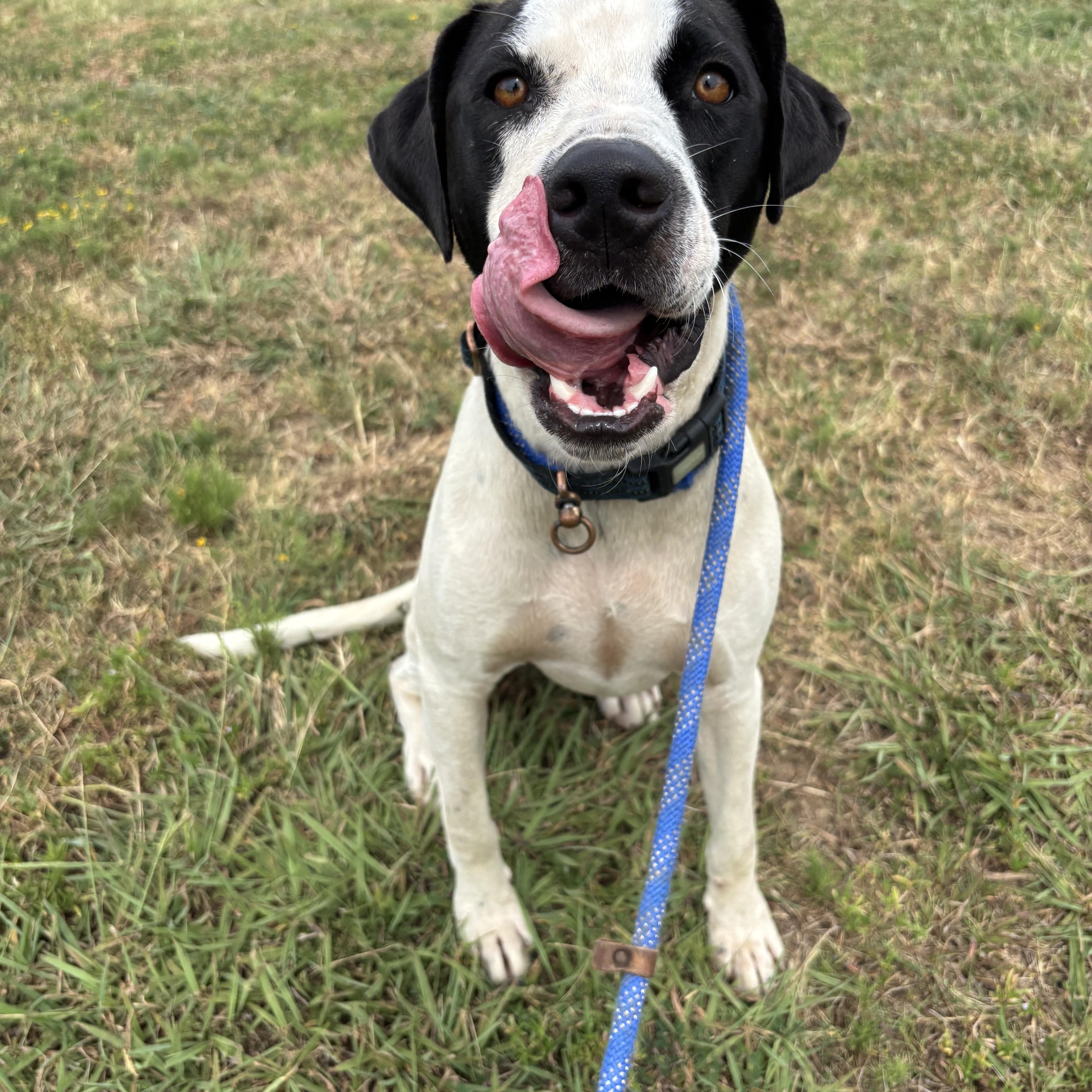 Enlarge Ryder, a ADOPTABLE mixed breed in Glenpool, OK image 4/5