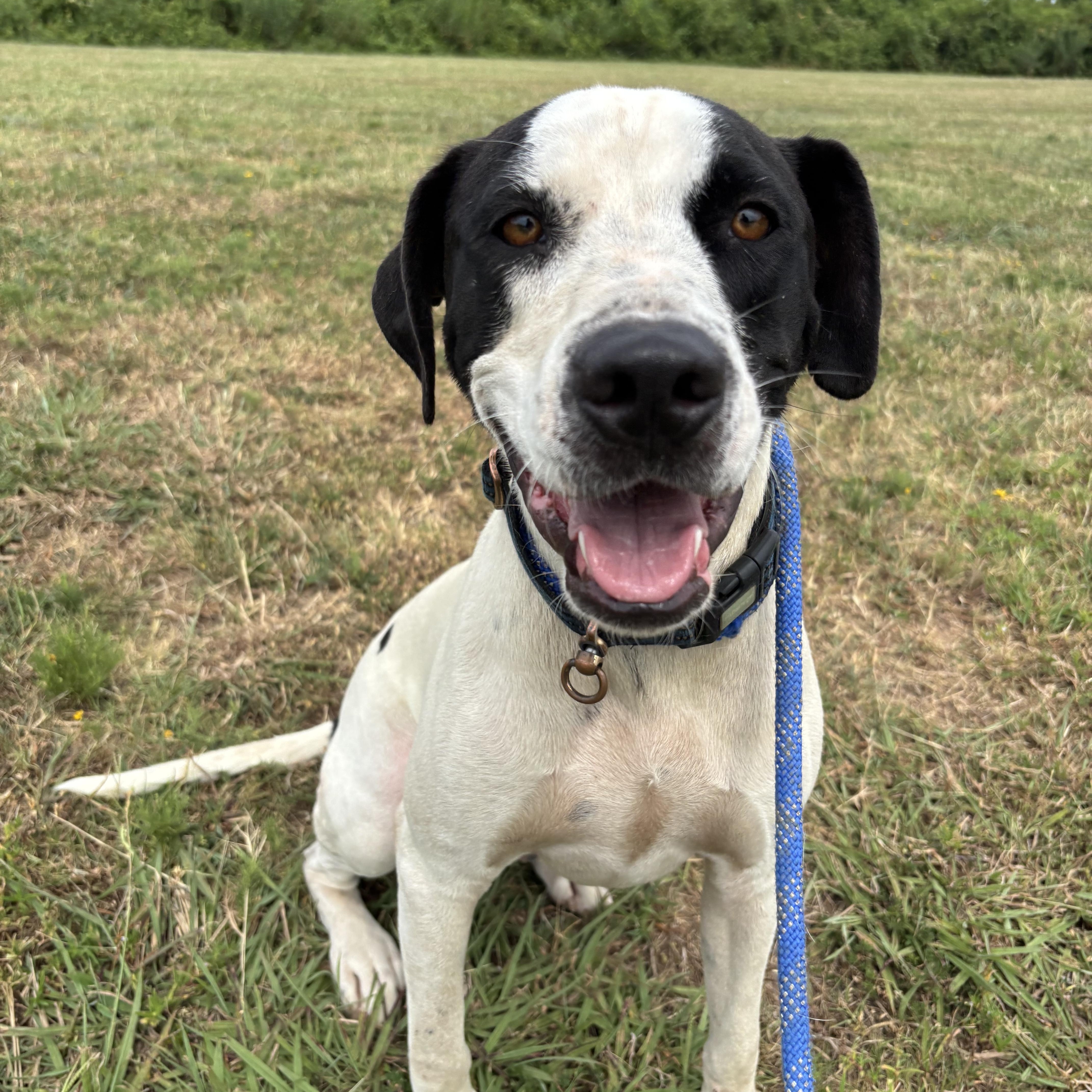 Enlarge Ryder, a ADOPTABLE mixed breed in Glenpool, OK image 1/5