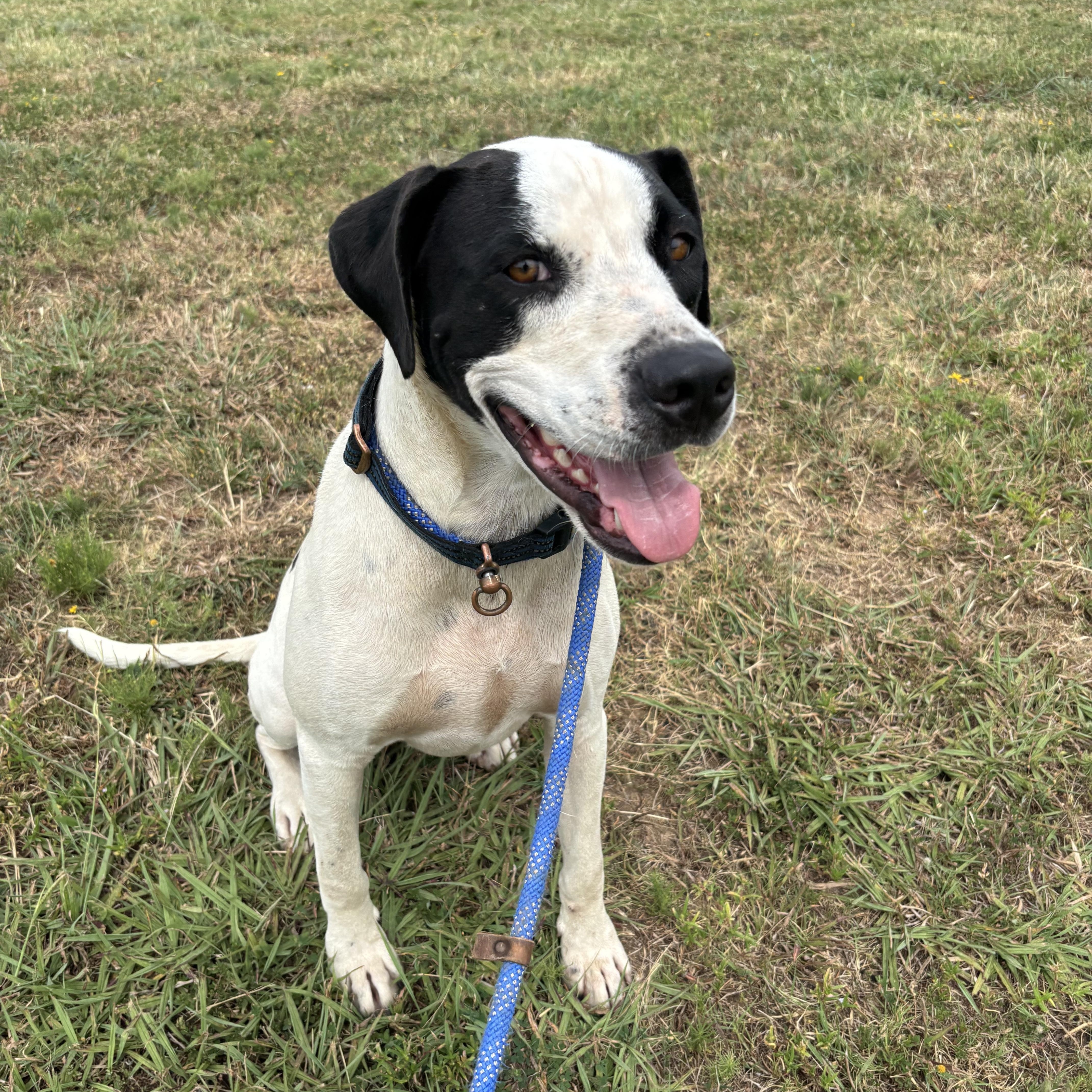 Enlarge Ryder, a ADOPTABLE mixed breed in Glenpool, OK image 3/5