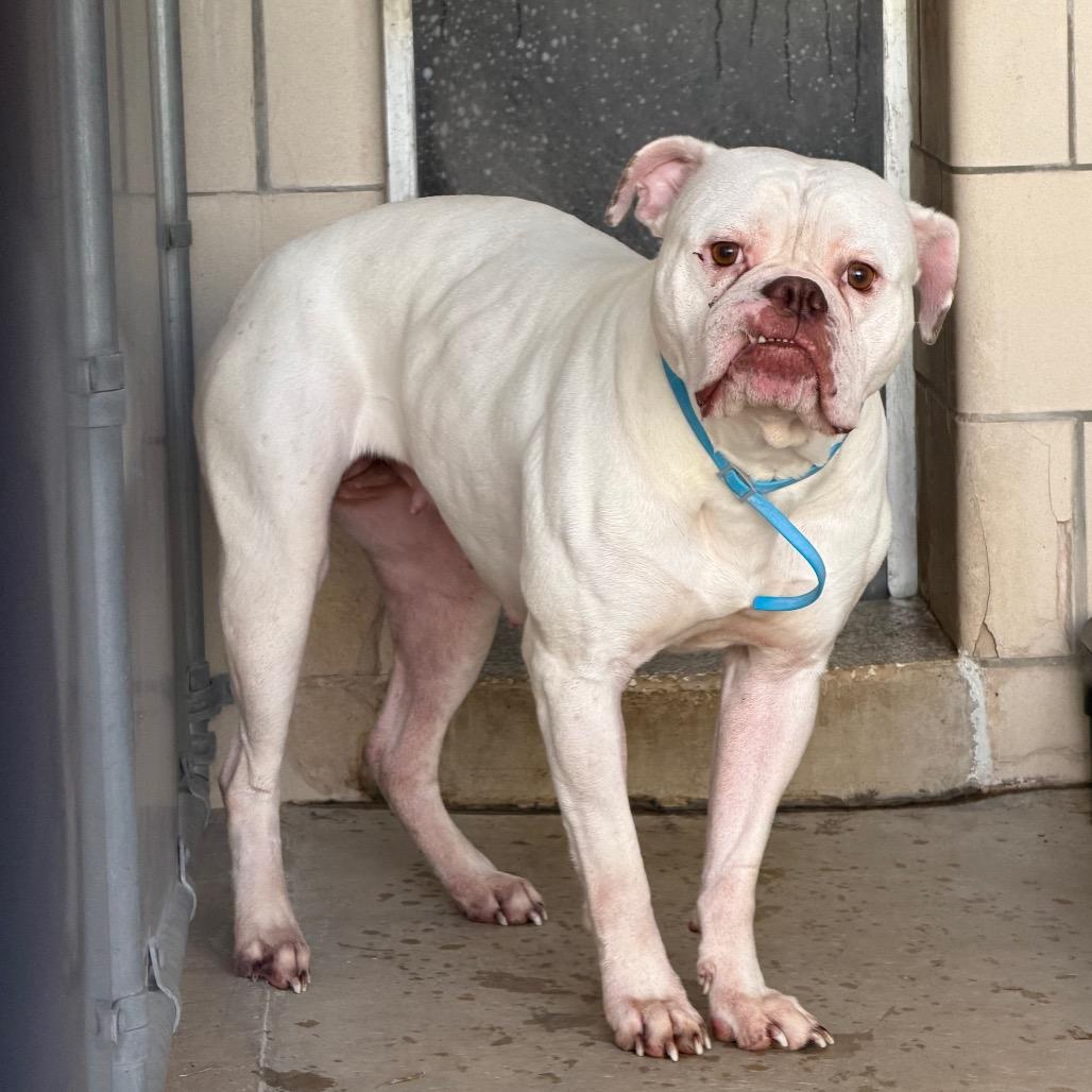Griselda, Adoptable, Adult Female American Bulldog.