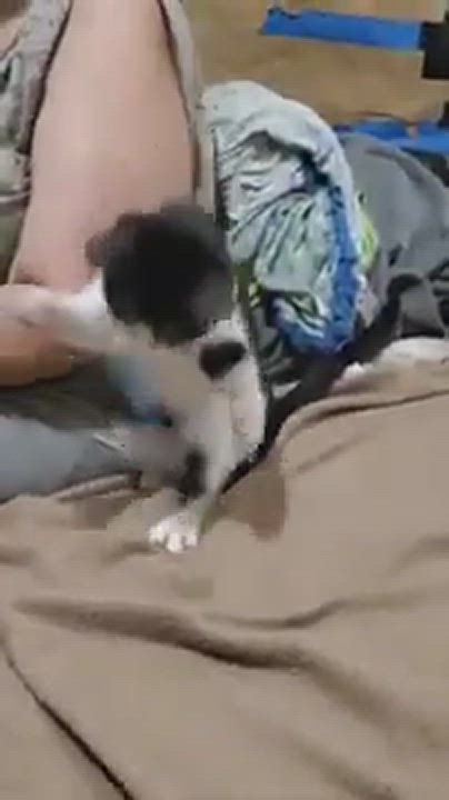 Enlarge MARTHA, an adopted Domestic Short Hair in Brooklyn, NY video 6/11