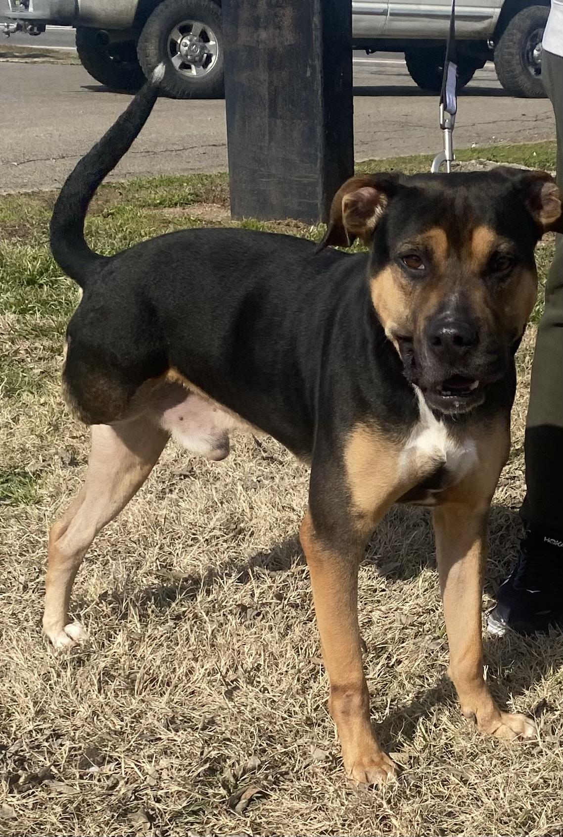 Nubby, ADOPTABLE, Adult Male Shepherd.