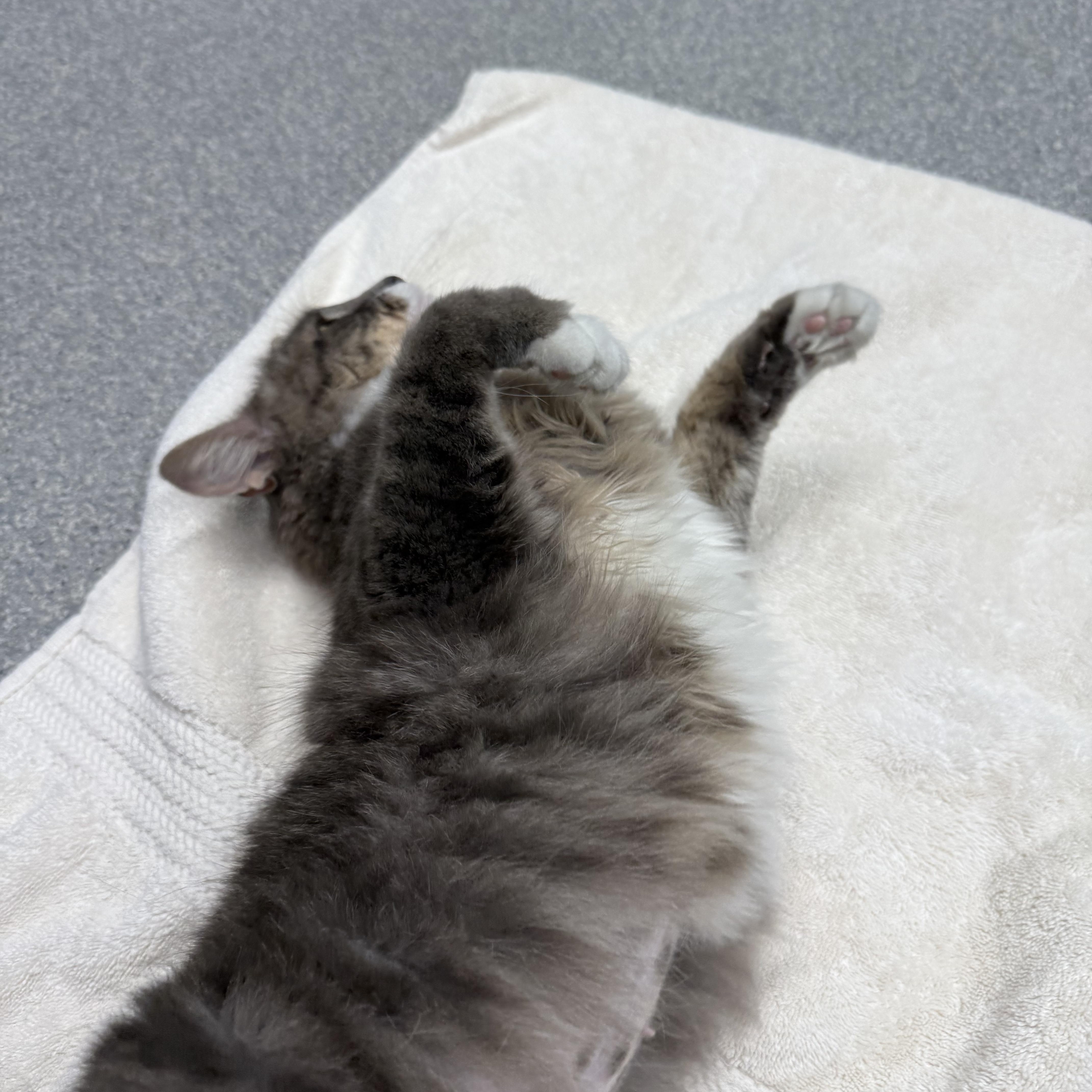 Enlarge Darcy, a ADOPTABLE Domestic Long Hair in Exeter, RI image 4/4