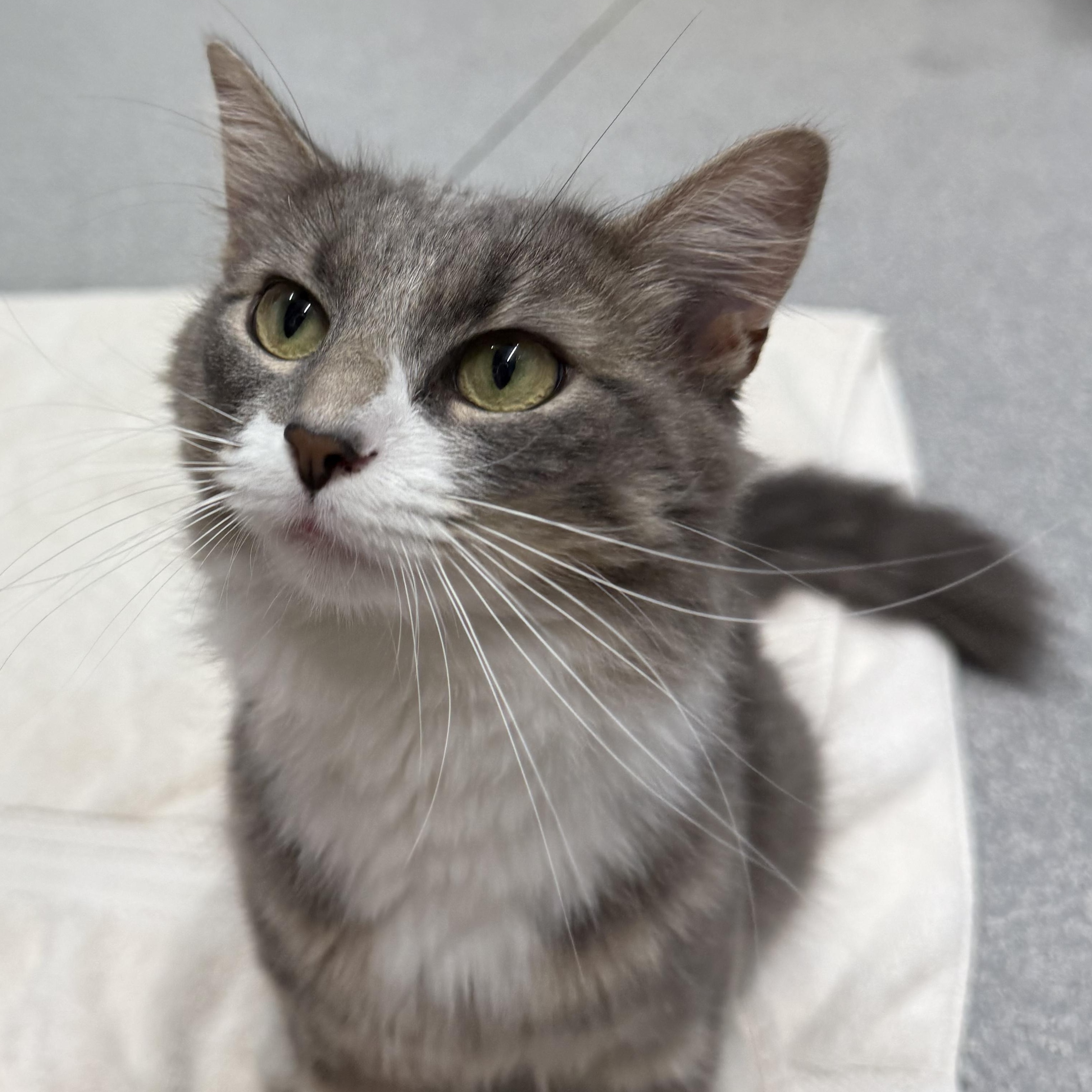 Enlarge Darcy, a ADOPTABLE Domestic Long Hair in Exeter, RI image 3/4