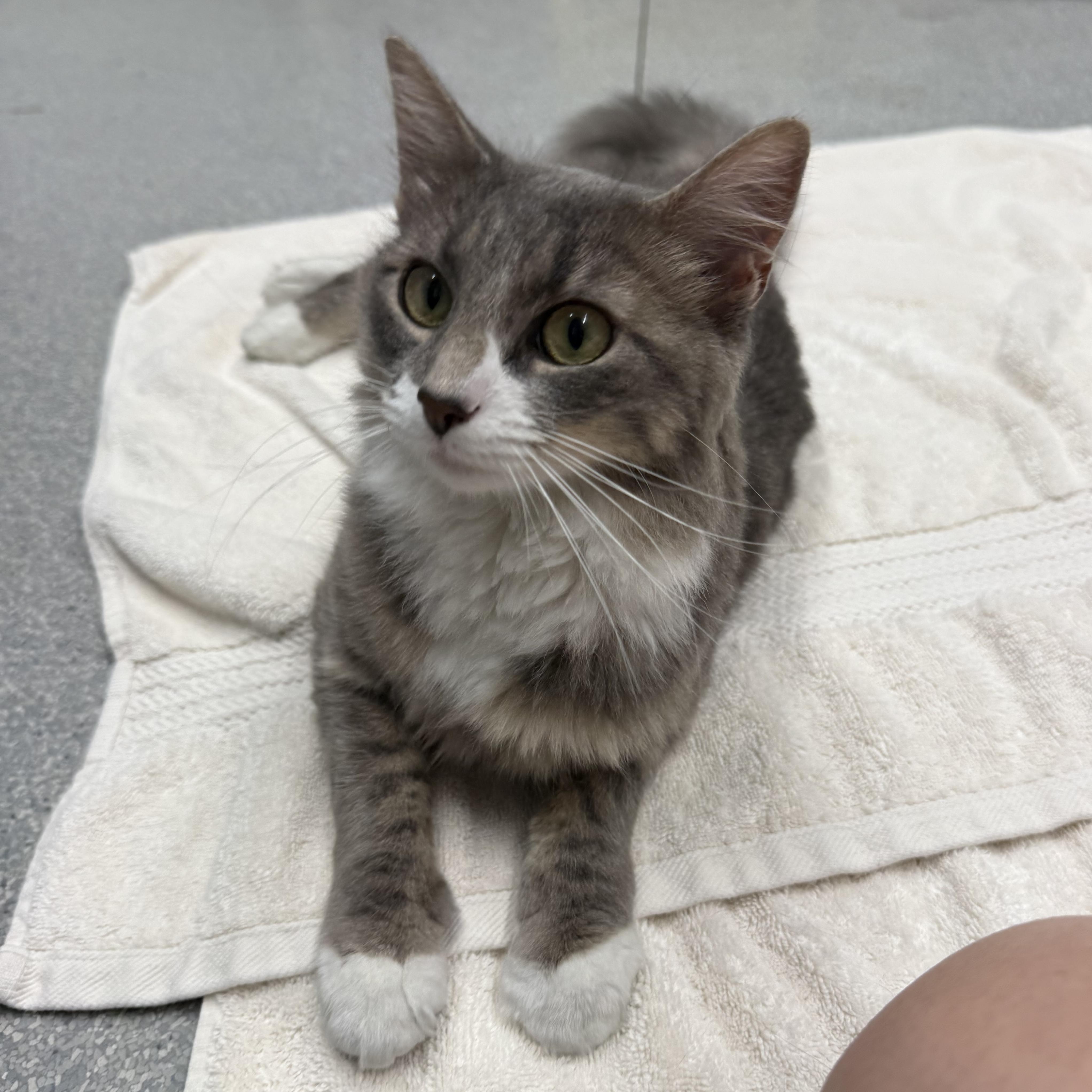 Enlarge Darcy, a ADOPTABLE Domestic Long Hair in Exeter, RI image 2/4