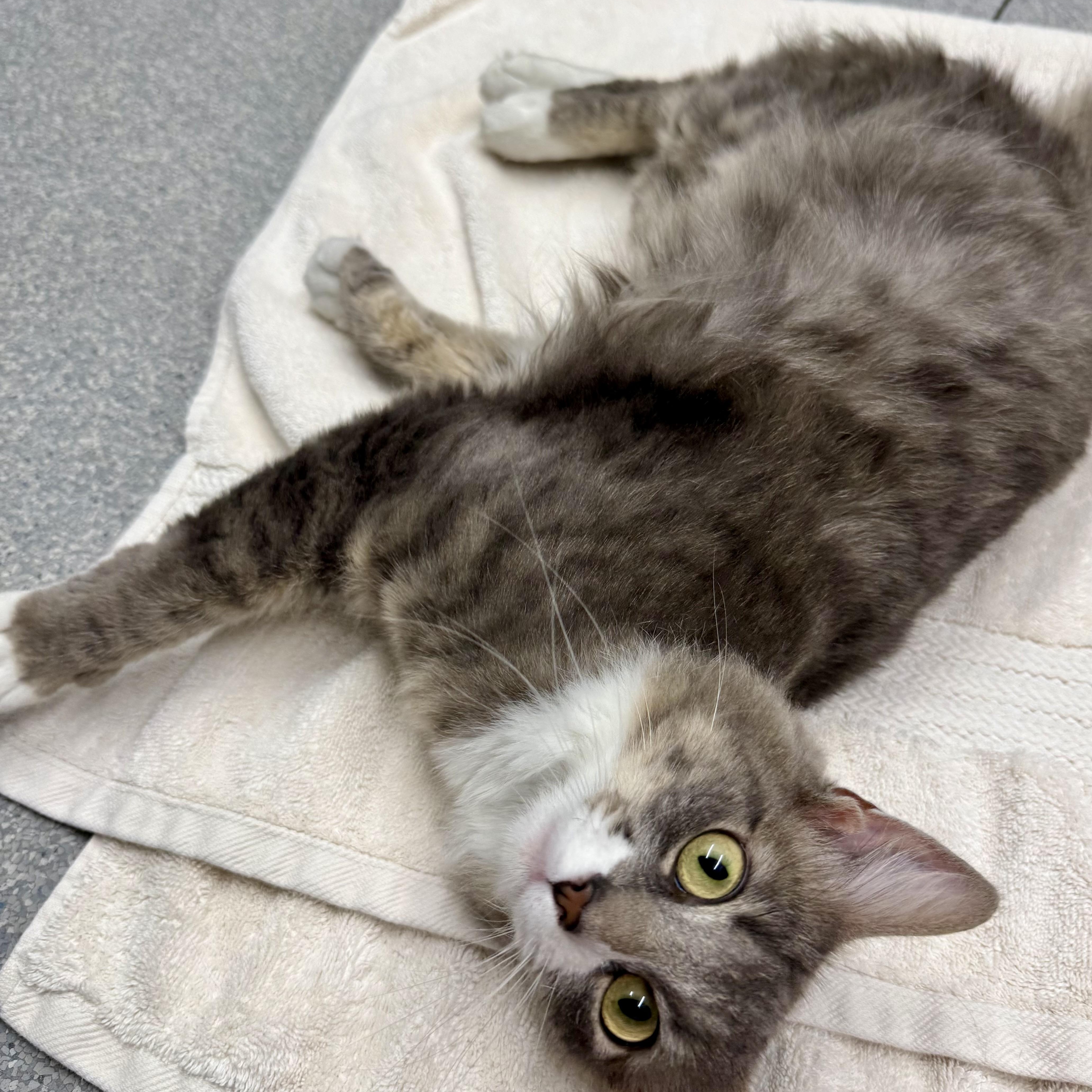 Enlarge Darcy, a ADOPTABLE Domestic Long Hair in Exeter, RI image 1/4