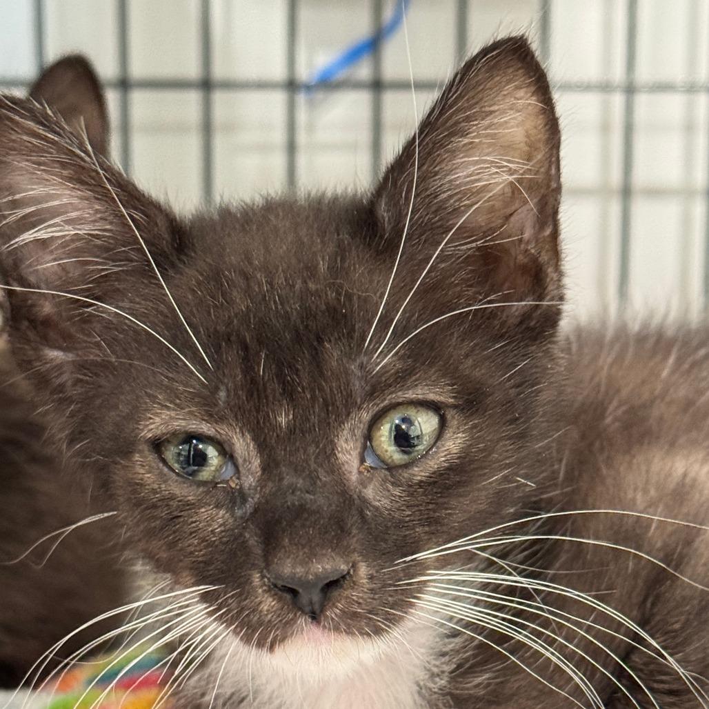 Bones, Adoptable, Kitten Male Domestic Short Hair.