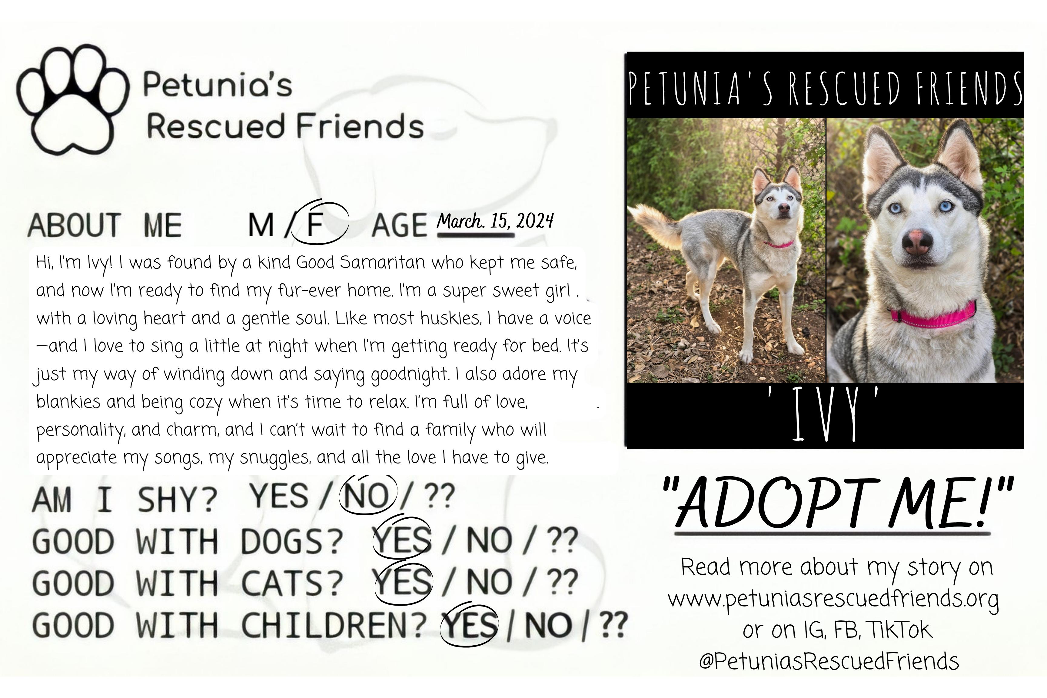 Enlarge Ivy, a ADOPTABLE Husky in Castroville, TX image 2/2