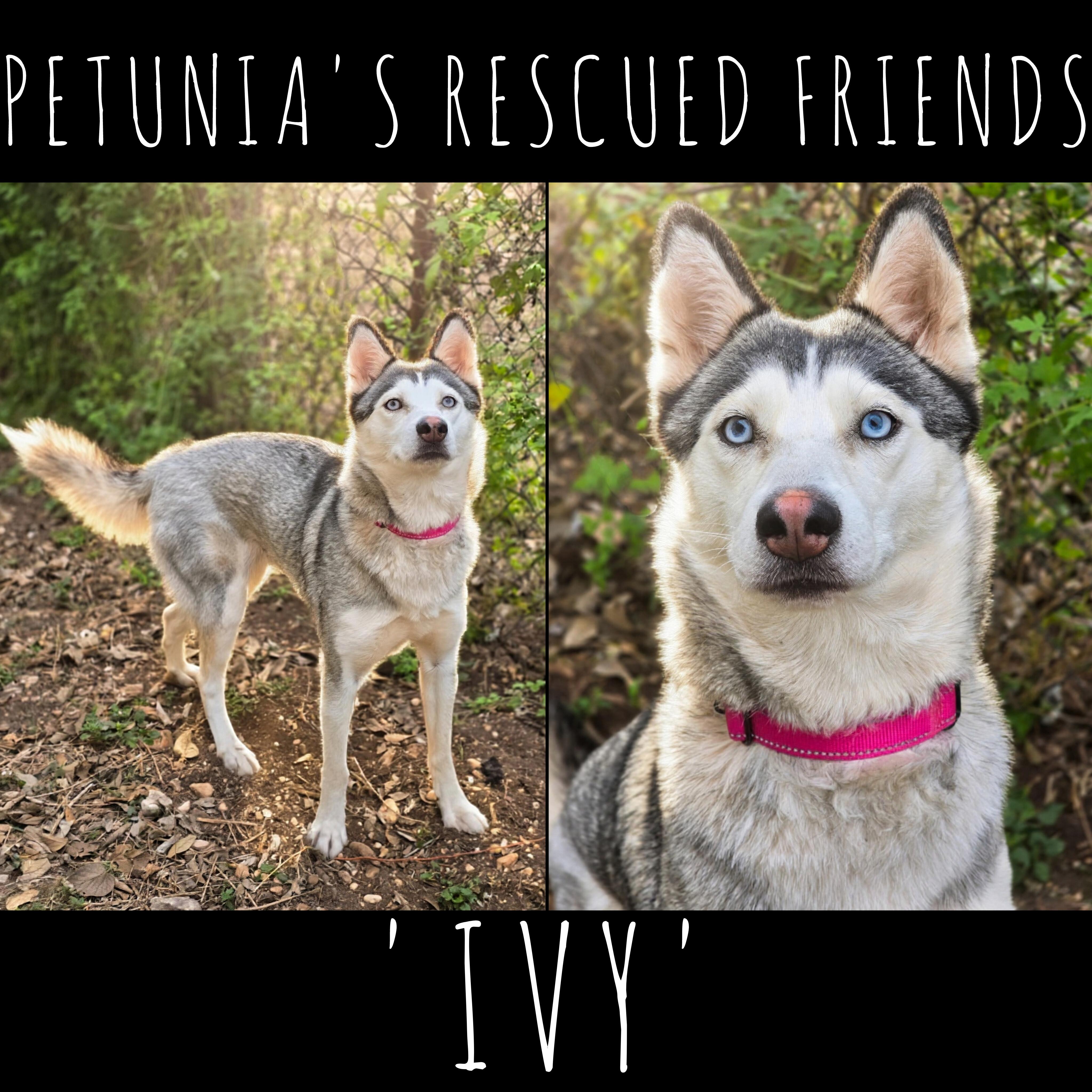 Ivy, ADOPTABLE, Adult Female Husky.