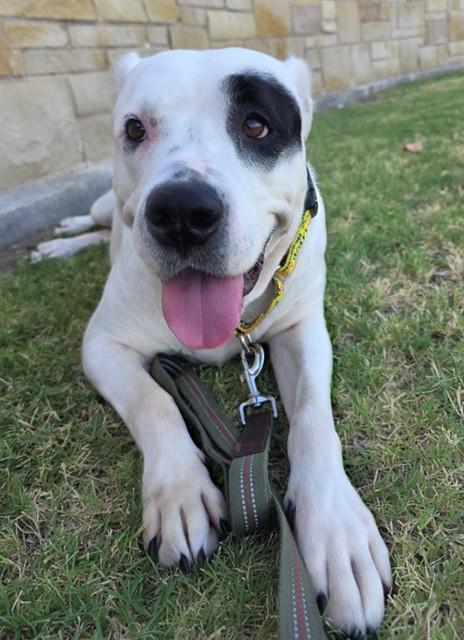 Enlarge PUDDING, a Adoptable mixed breed in Grand Prairie, TX image 1/1