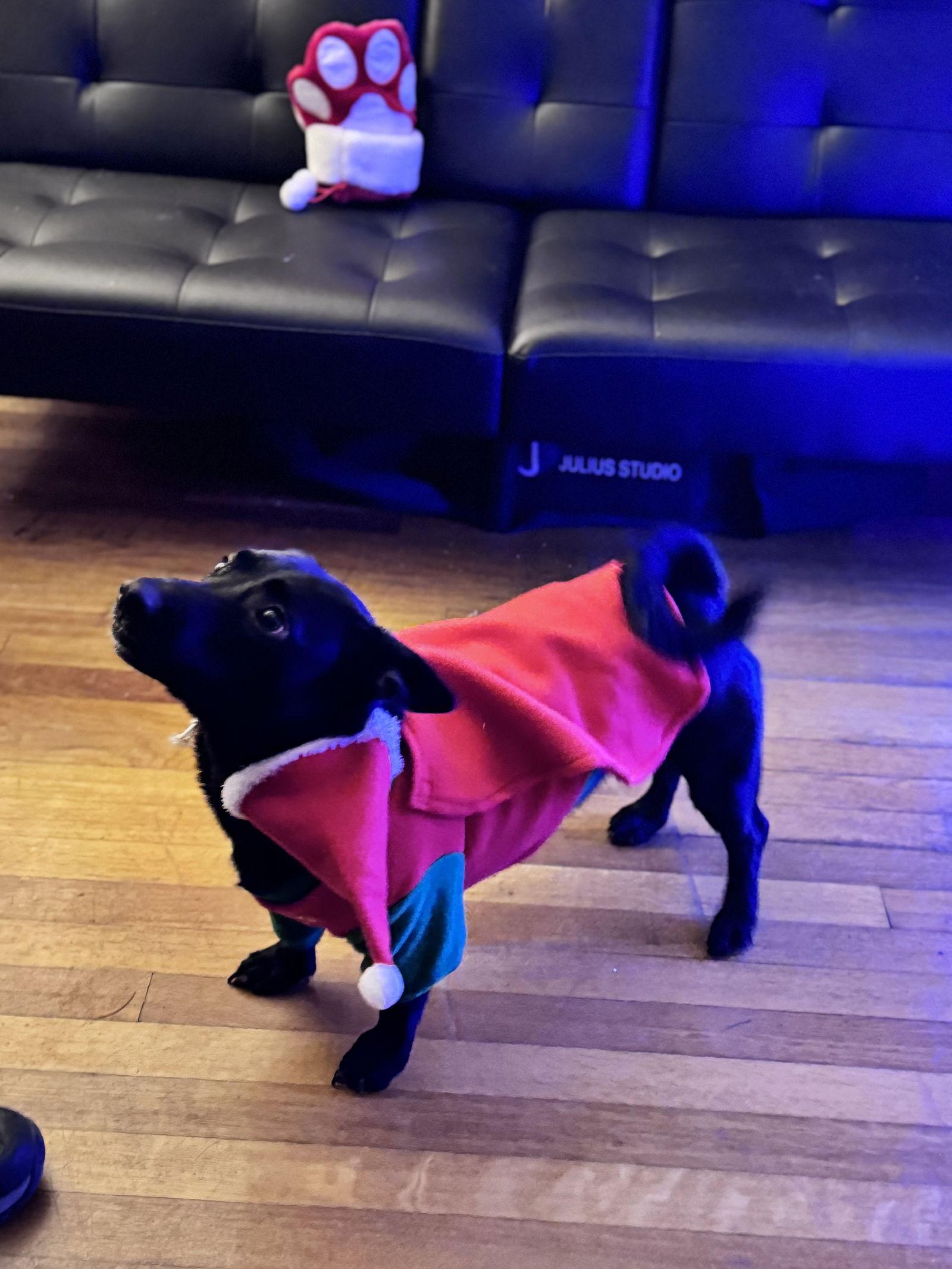 TWIXY, Adoptable, Young Female Dachshund & Chihuahua.