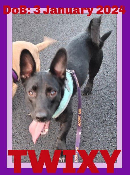 TWIXY, Adoptable, Young Female Dachshund & Chihuahua.