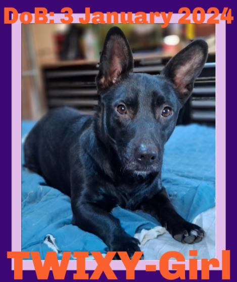 TWIXY, Adoptable, Young Female Dachshund & Chihuahua.