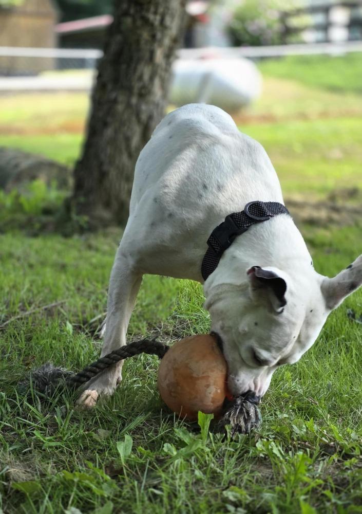 Spike, a Adoptable mixed breed in Osgood, IN image 1/6