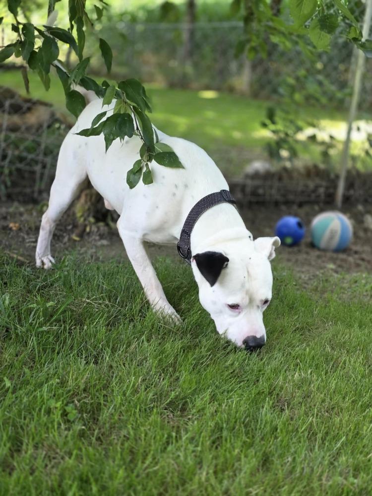 Spike, a Adoptable mixed breed in Osgood, IN image 2/6