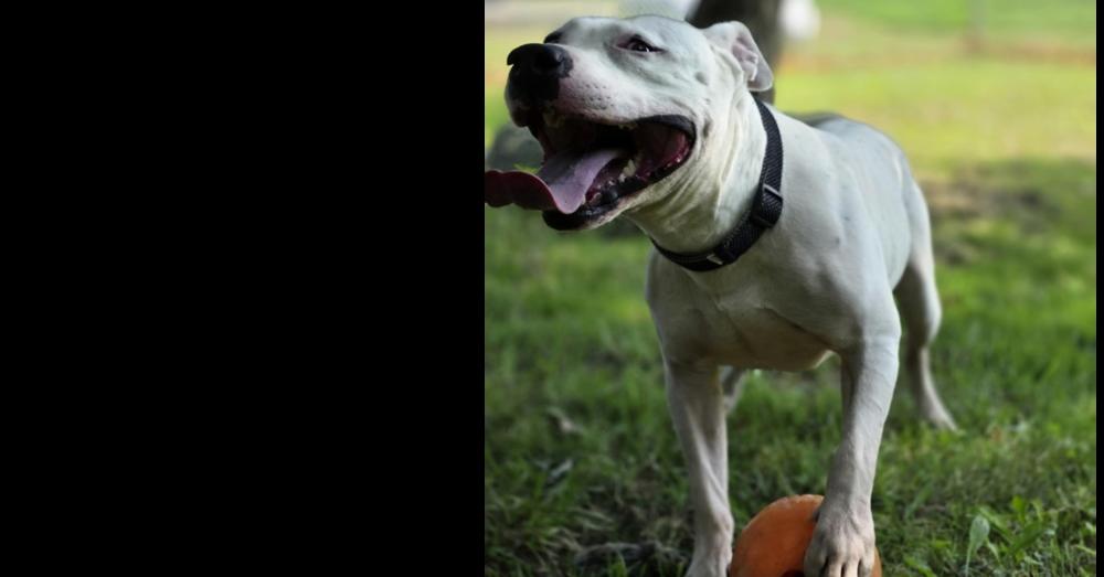 Spike, a Adoptable mixed breed in Osgood, IN image 3/6